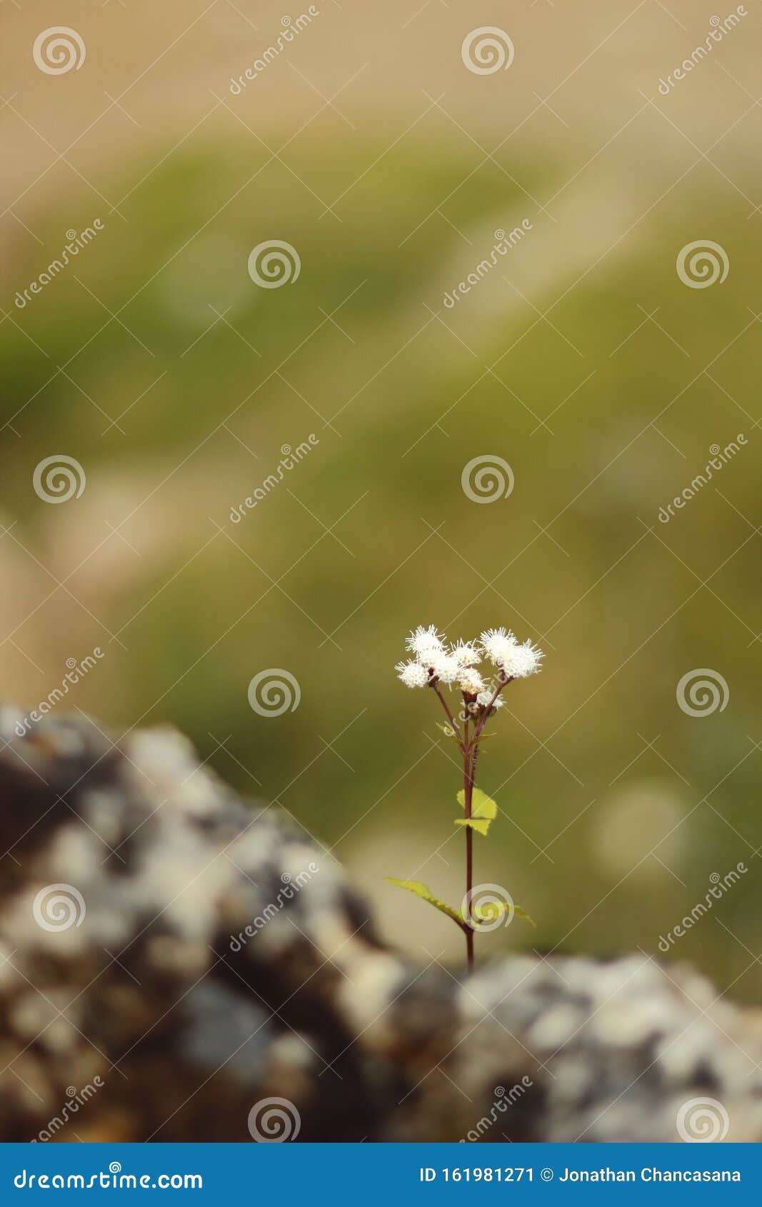 flor silvestre in the andean