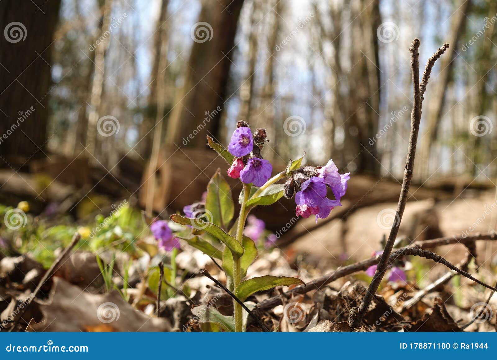 Flor Silvestre Violeta. Pequeñas Flores Silvestres Foto de archivo - Imagen de primavera, alegre: 178871100 Flor Silvestre Violeta. Pequeñas Flores Silvestres Foto de archivo - Imagen de primavera, alegre: 178871100