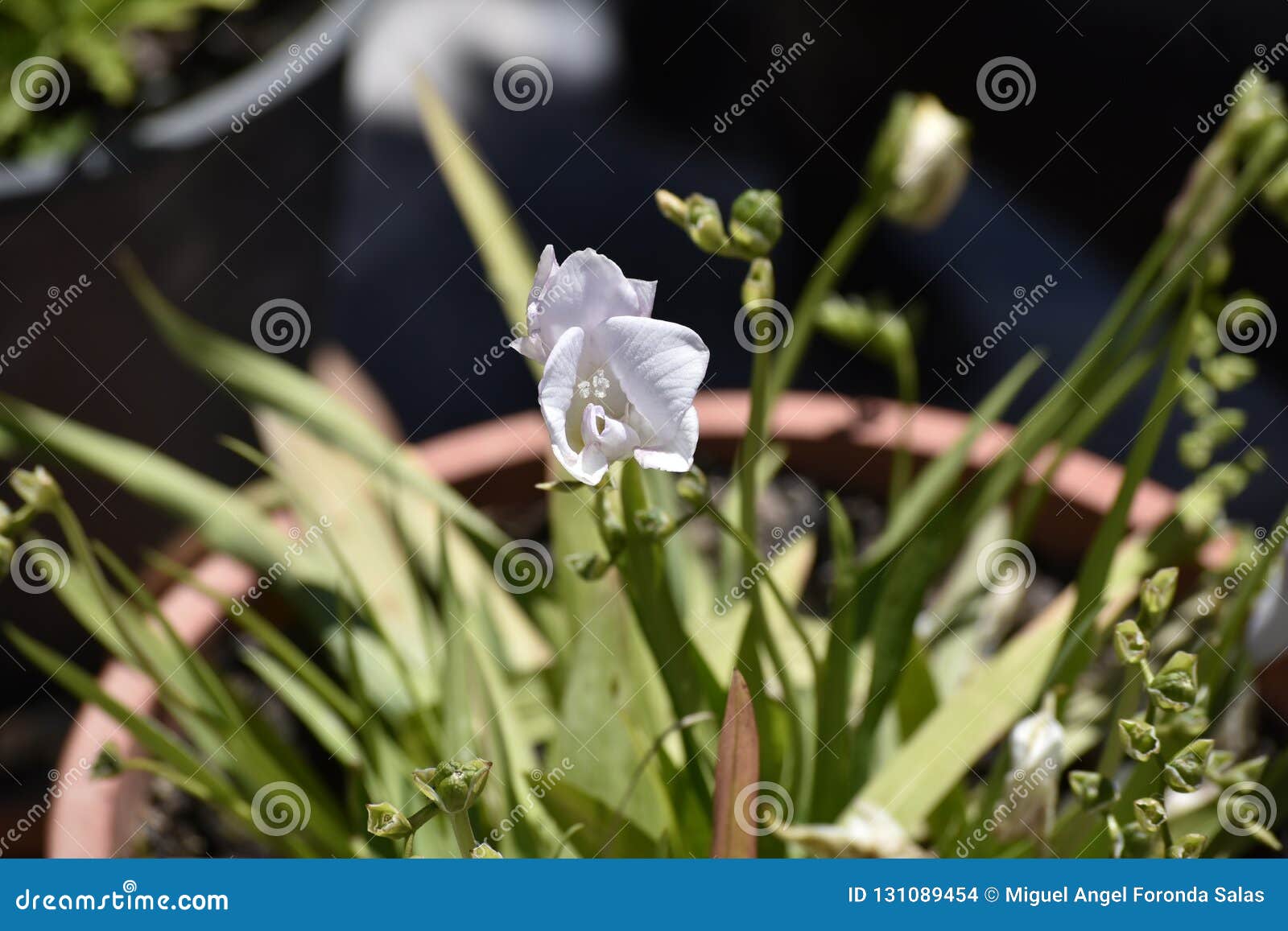 Flor Similar a Uma Orquídea Branca Com Pétalas De Veludo Foto de Stock -  Imagem de branco, floral: 131089454