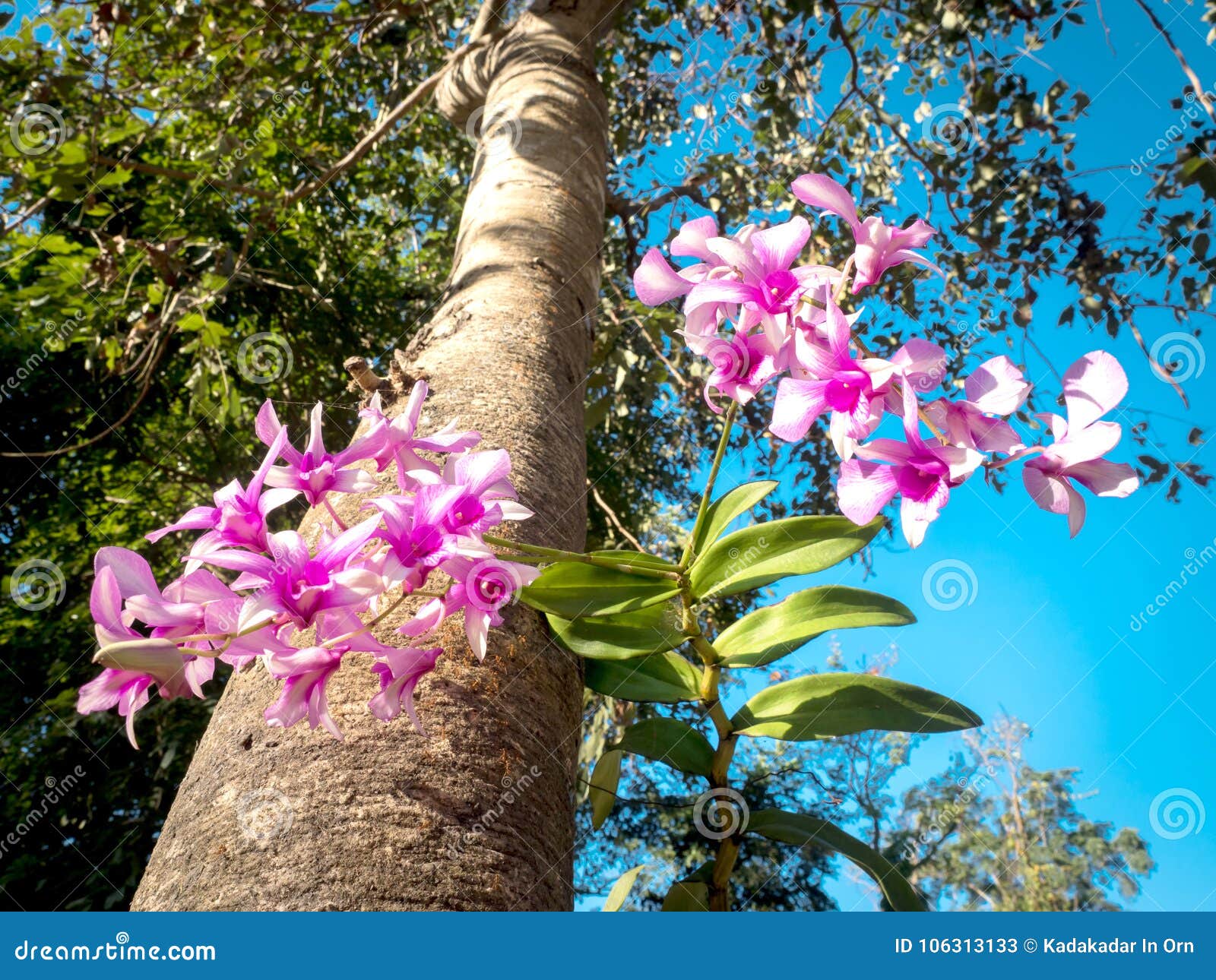 Flor Tailandesa De La Orquídea En El árbol Grande 03 Imagen de archivo -  Imagen de hoja, exterior: 106313133
