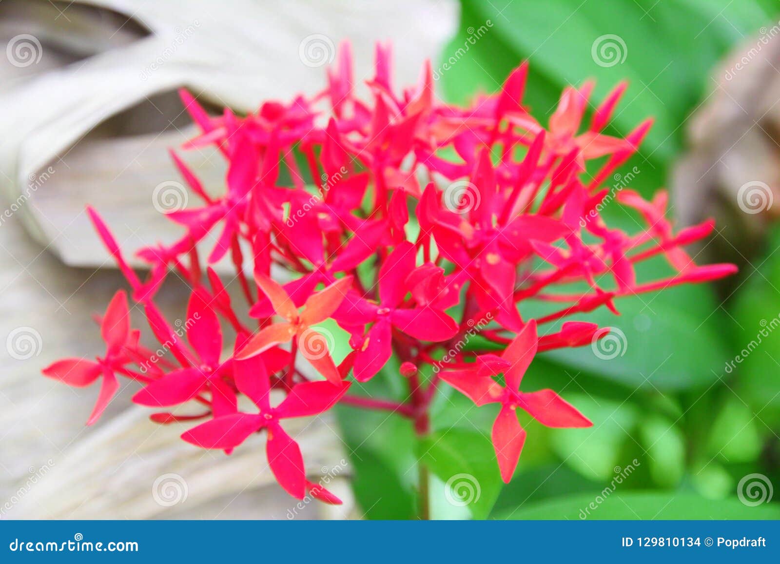 Flor Tailandesa: Flor Del Punto Que Es Cerebro Elegante O De La Inteligencia Significado Foto de archivo - Imagen de flora, maderas: 129810134 Flor Tailandesa: Flor Del Punto Que Es Cerebro Elegante O De La Inteligencia Significado Foto de archivo - Imagen de flora, maderas: 129810134