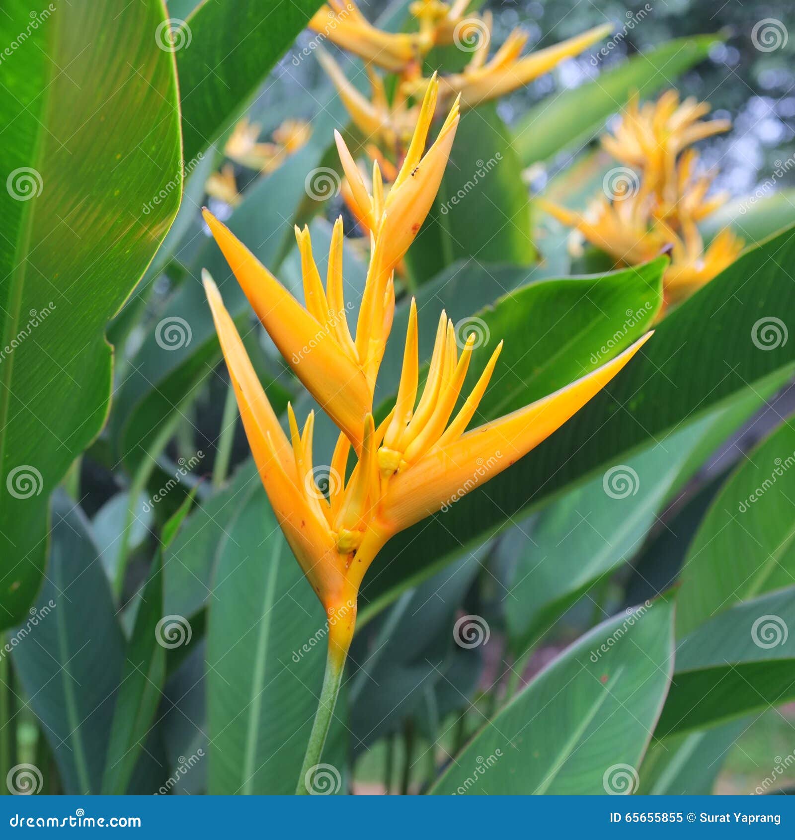 Flor Tropical Amarela Da Orquídea Imagem de Stock - Imagem de folhagem,  amarelo: 65655855