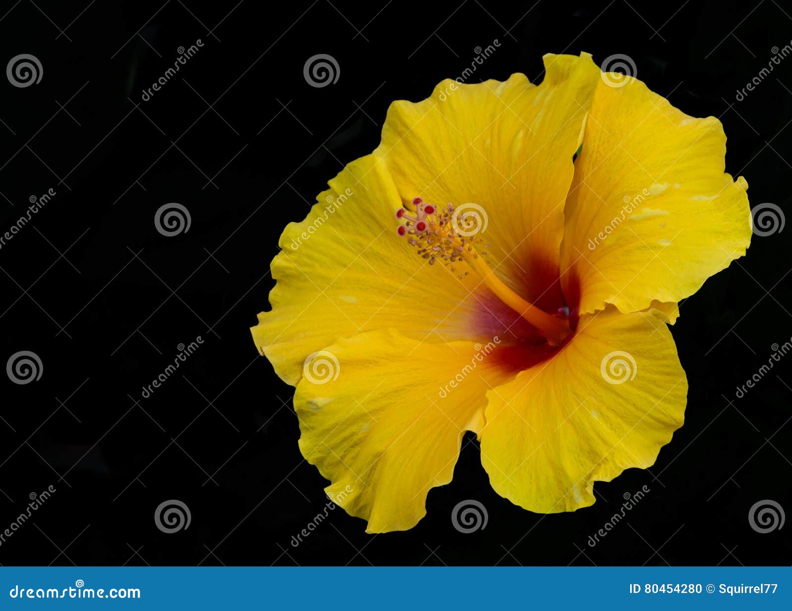 Flor Tropical Amarela Do Hibiscus Isolada No Preto Foto de Stock - Imagem  de planta, haste: 80454280