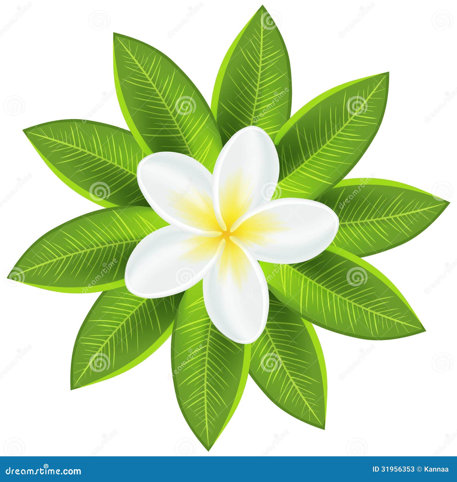 Flor Tropical Branca Bonita Ilustrações, Vetores E Clipart De Stock – (197  Stock Illustrations)