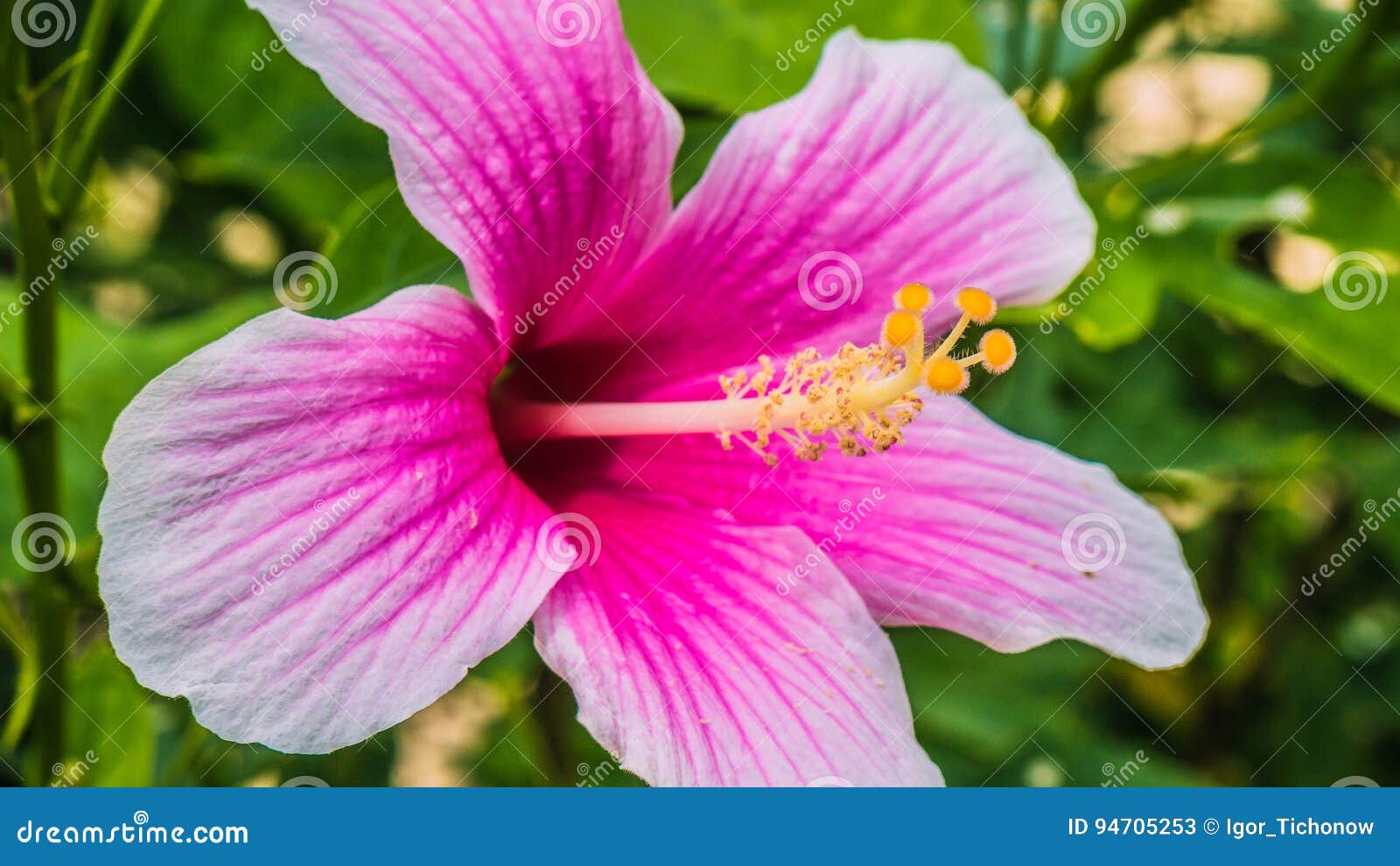 Flor Tropical Coloreada Brillante Hermosa De Rosa-sinensis Del Hibisco  Imagen de archivo - Imagen de chino, flora: 94705253