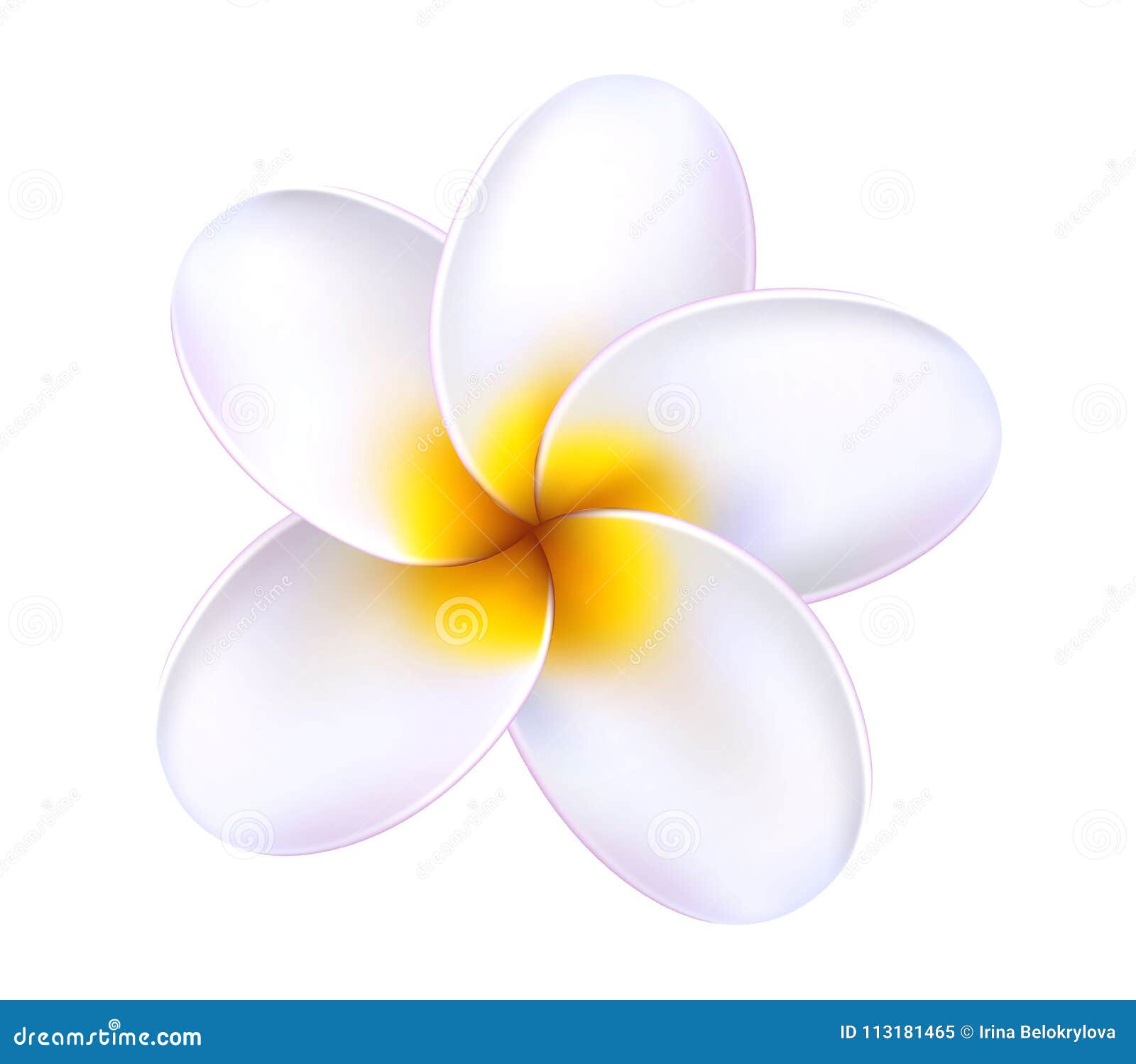 Vector 3d De Flor Tropical De Plumeria Frangipani Ilustración del Vector -  Ilustración de verde, travieso: 113181465, image size:1600x1498