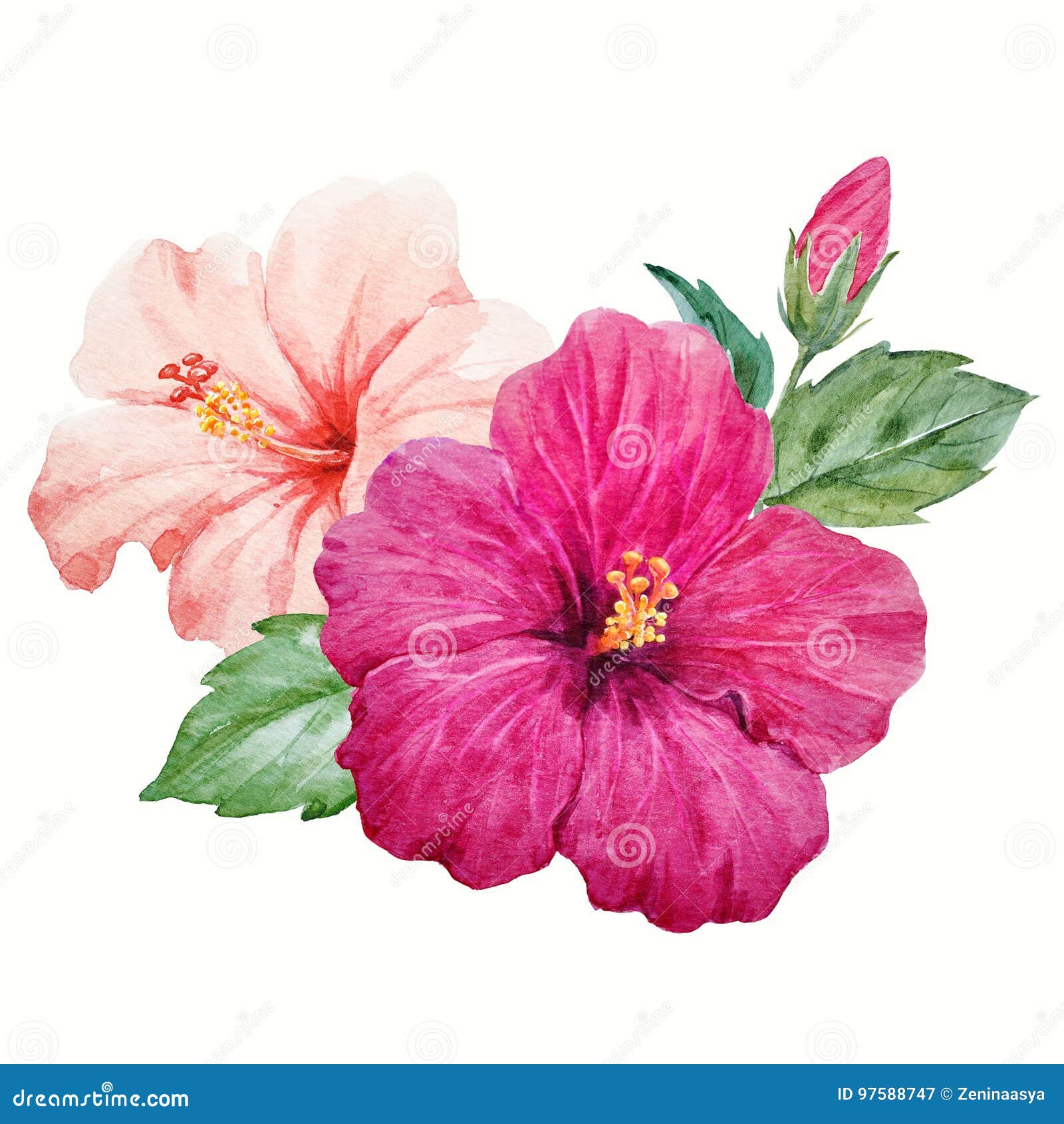 Flor Tropical Del Hibisco De La Acuarela Stock de ilustración - Ilustración  de ilustraciones, flor: 97588747