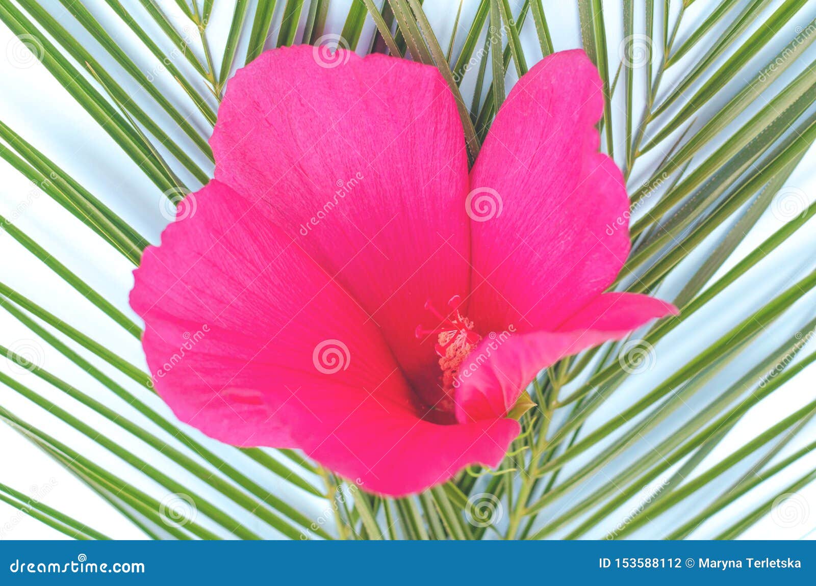 Flor Tropical Grande Del Color Rosado En Ramas De La Palma Foto de archivo  - Imagen de modelo, endecha: 153588112