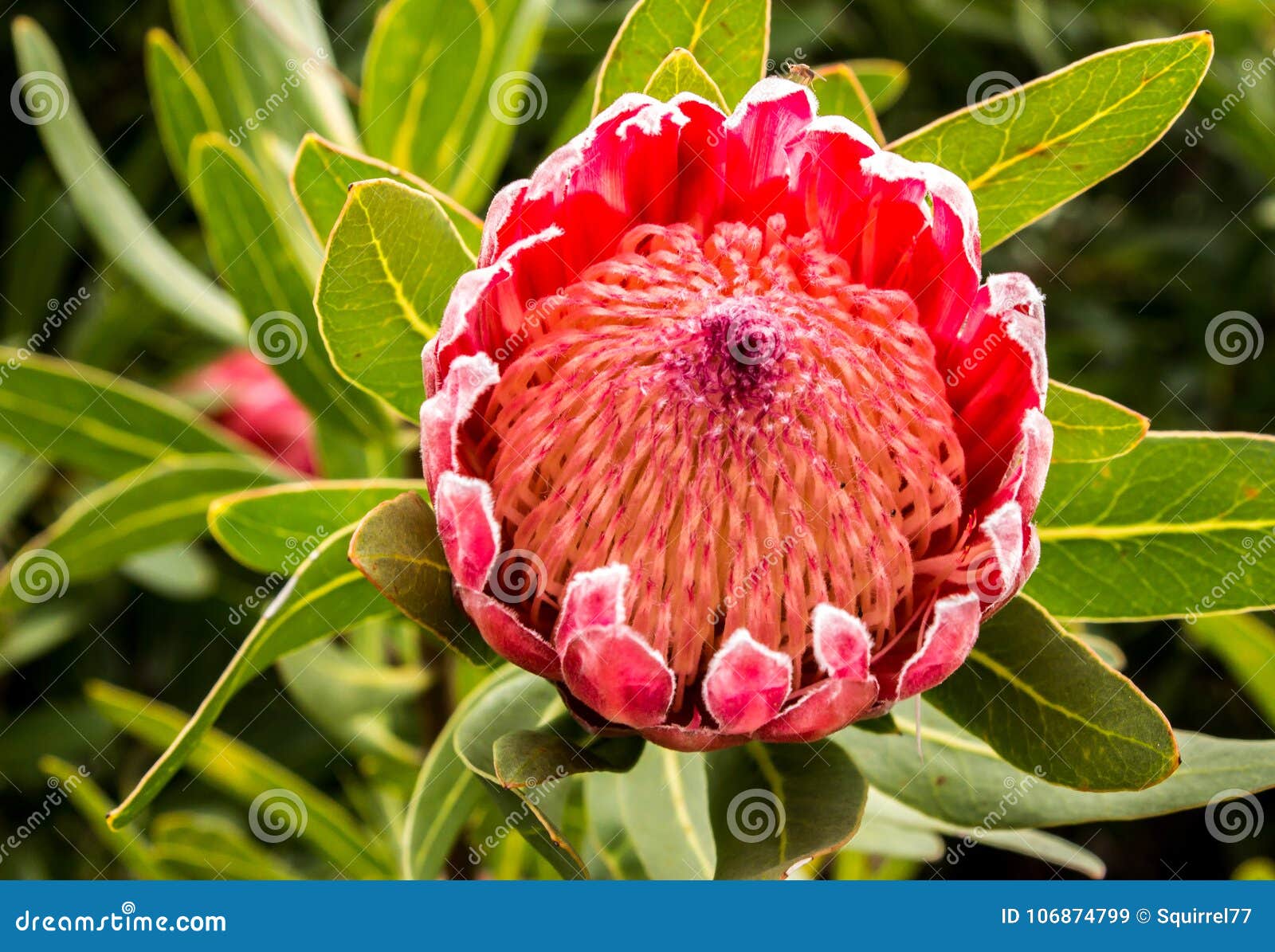 Flor Tropical Grande Rojo De La Flor Del Sugarbush Del Protea Contra Las  Hojas Verdes Imagen de archivo - Imagen de brote, floral: 106874799