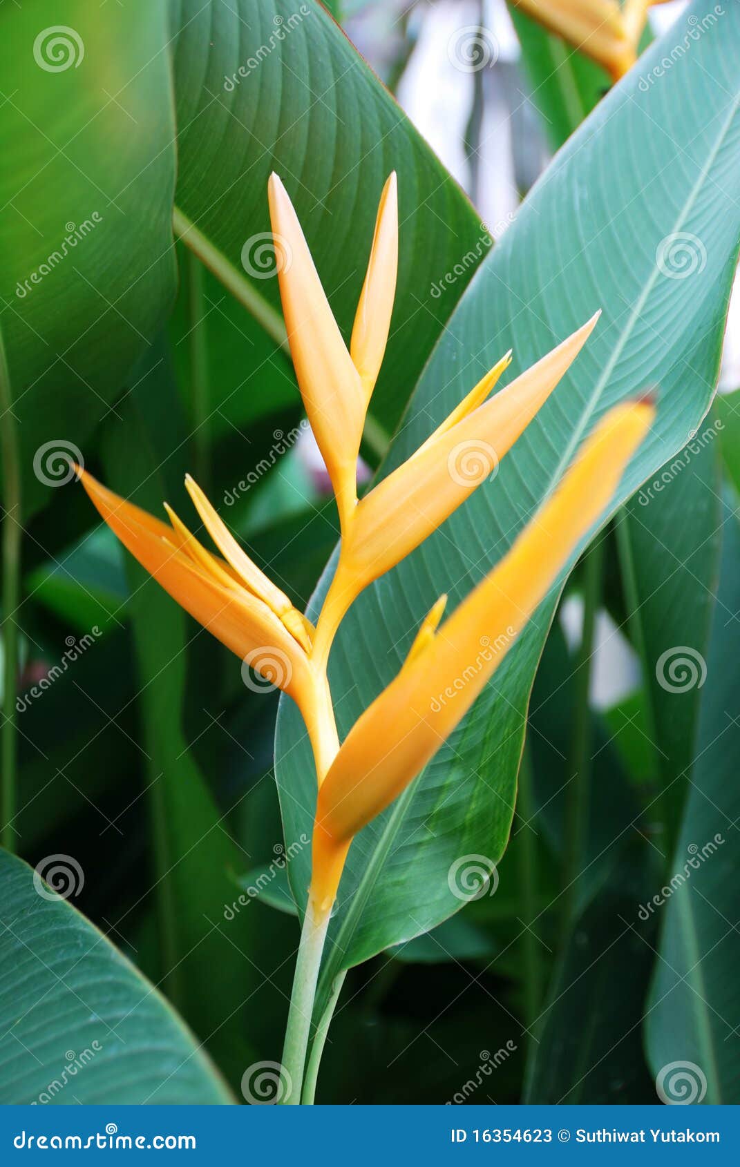 Flor tropical Heliconia imagen de archivo. Imagen de cubo - 16354623