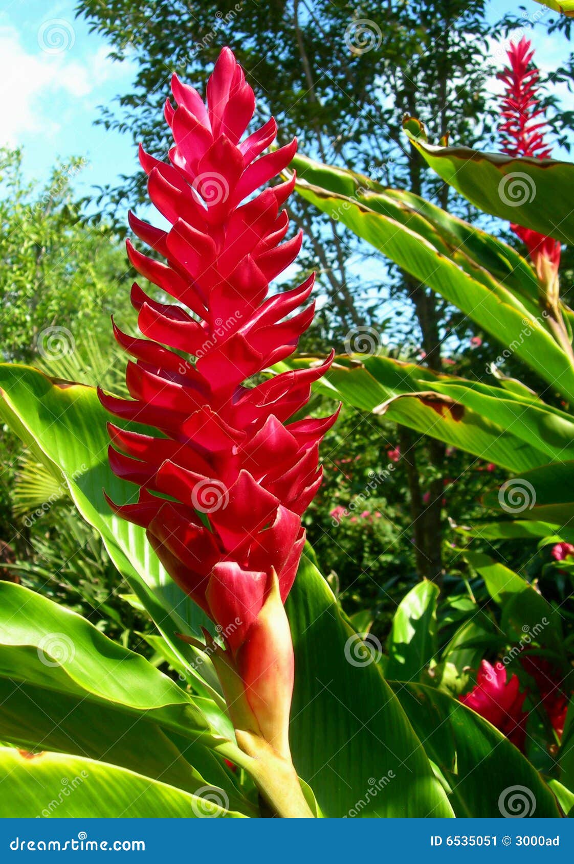 Flor tropical roja imagen de archivo. Imagen de verde - 6535051