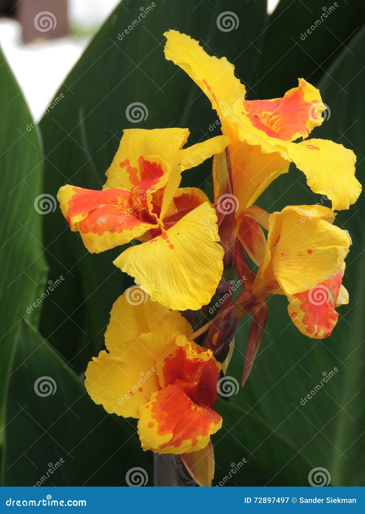 Flor Tropical Vermelha Amarela Imagem de Stock - Imagem de espanhol,  espanha: 72897497