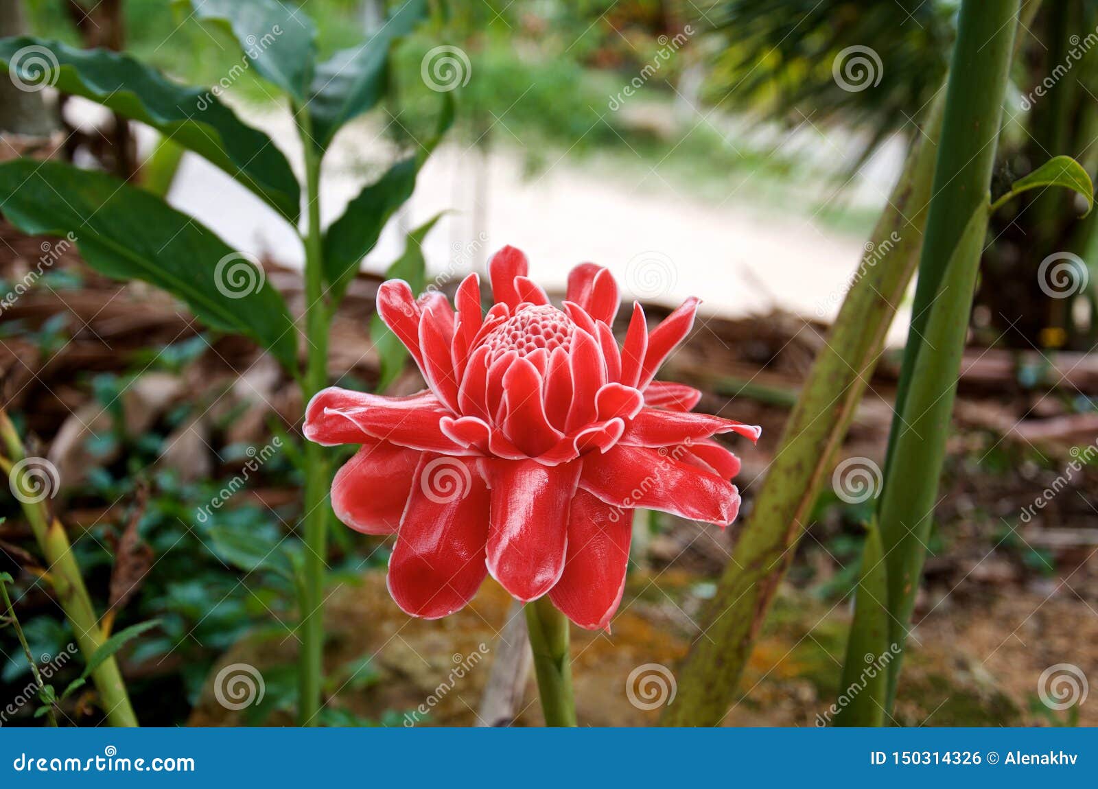 Flor Tropical Vermelha De Etlíngera Do Gengibre Foto de Stock - Imagem de  mola, gengibre: 150314326