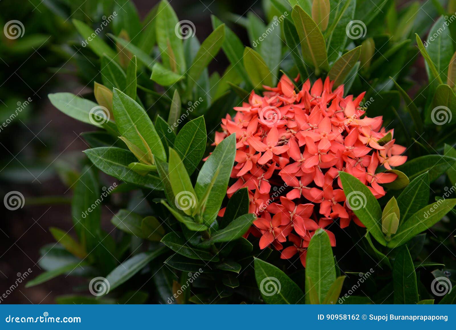 Flor Tropical Vermelha De Ixora Que Floresce No Jardim Foto de Stock -  Imagem de verde, beleza: 90958162