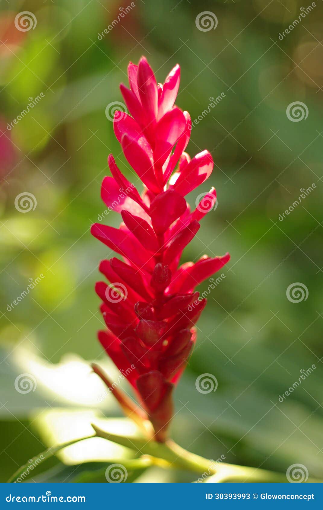 Flor Tropical Vermelha Do Gengibre Imagem de Stock - Imagem de selva,  beleza: 30393993