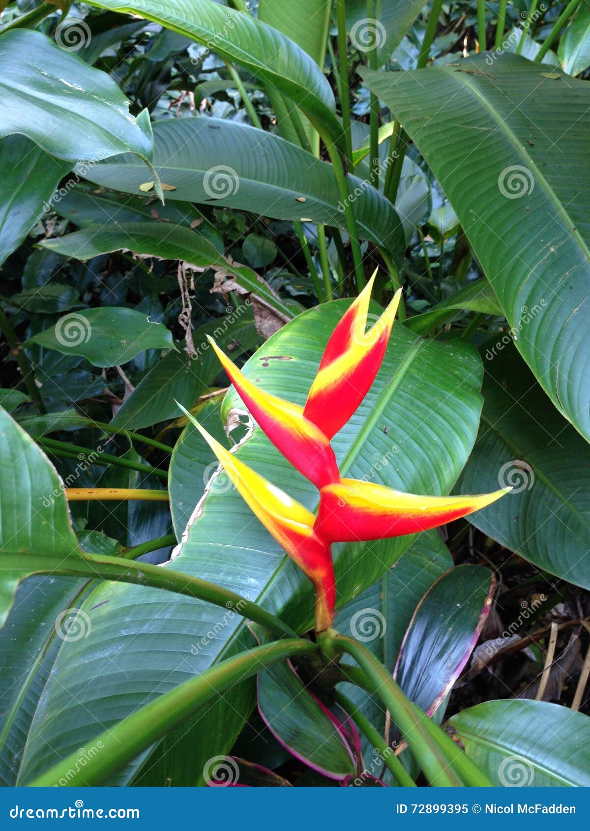 Flor Tropical Vermelha E Amarela Imagem de Stock - Imagem de folhas,  tropical: 72899395