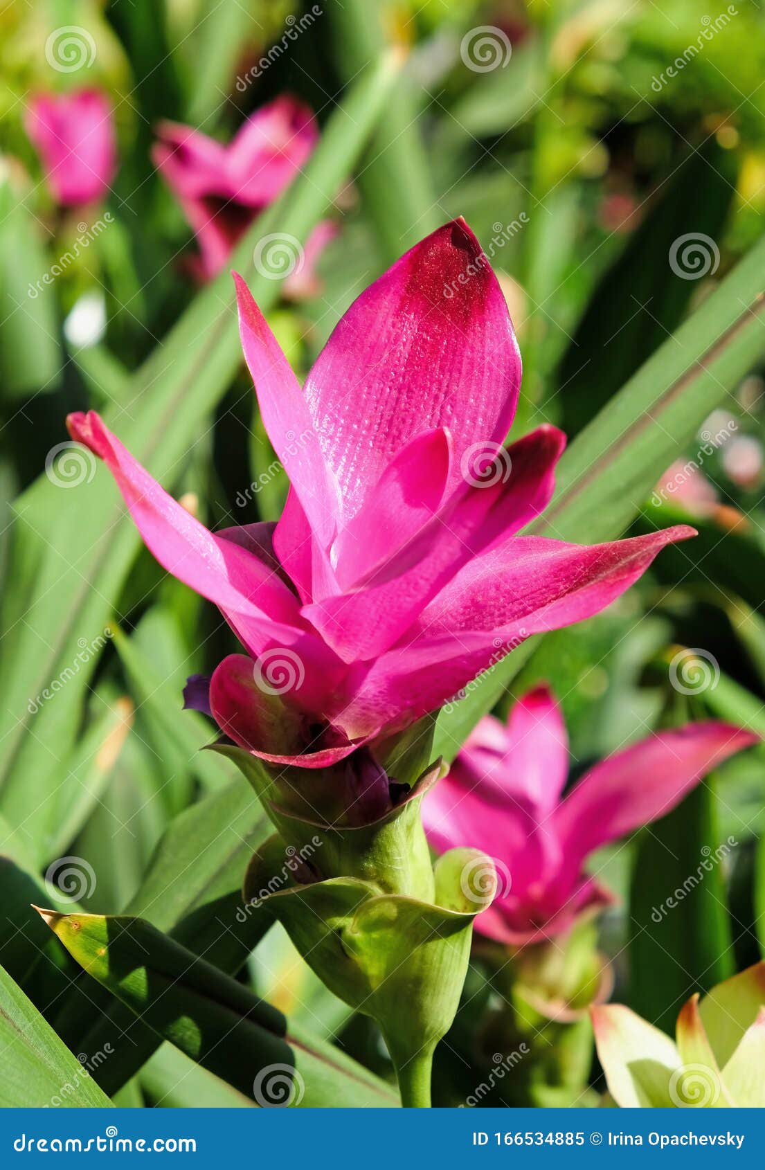 Flor Turmérica Vermelha Lat - Curcuma Imagem de Stock - Imagem de tintura,  oriental: 166534885