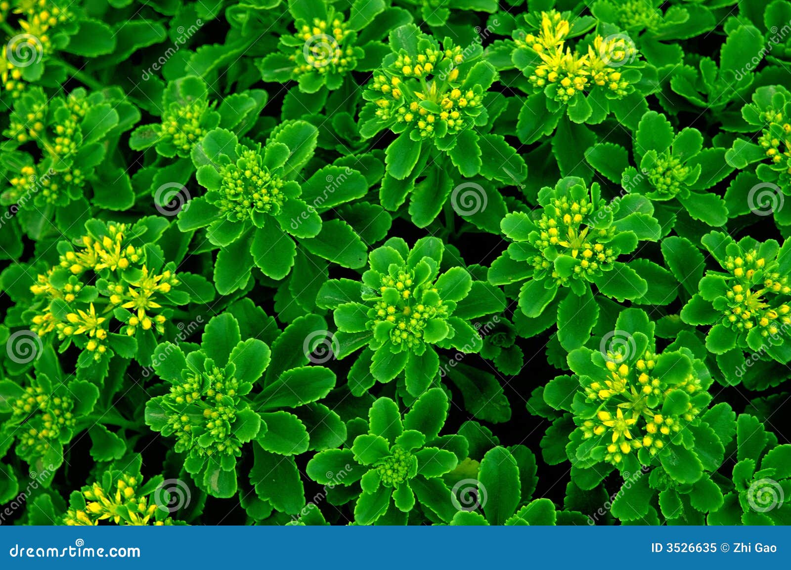 Flor verde imagen de archivo. Imagen de ambiente, planta - 3526635 Flor verde imagen de archivo. Imagen de ambiente, planta - 3526635
