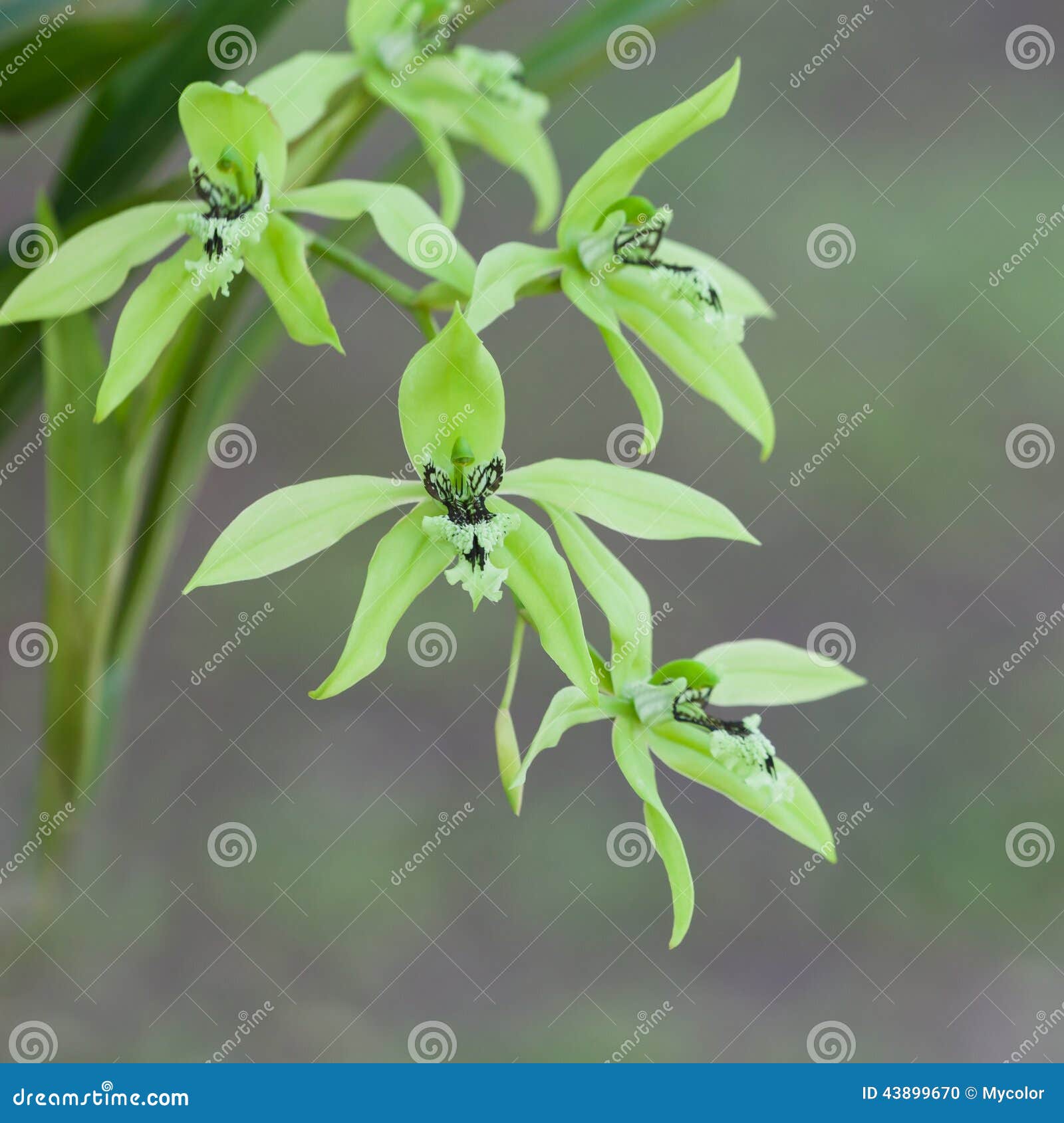 Flor verde da orquídea foto de stock. Imagem de planta - 43899670