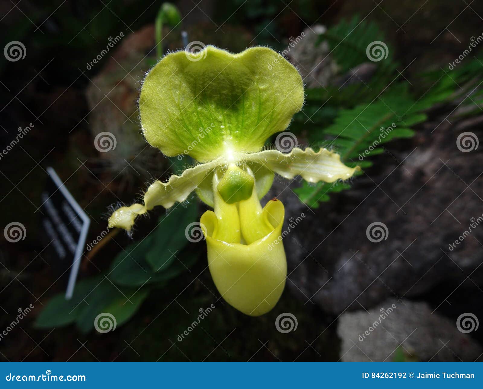 Flor Verde Da Orquídea Do Ladyslipper Foto de Stock - Imagem de amarelo,  fragilidade: 84262192