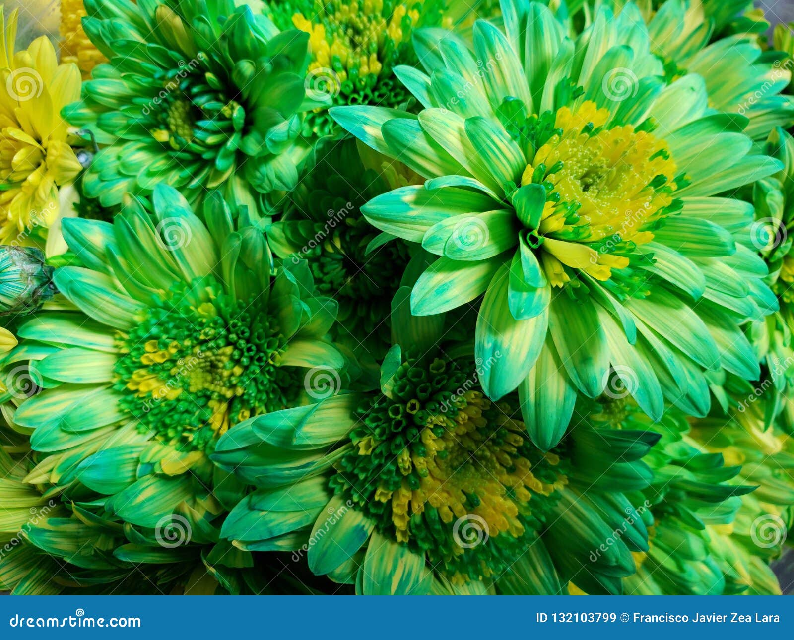 Découvrir 100 kuva flor verde natural Découvrir 100 kuva flor verde natural