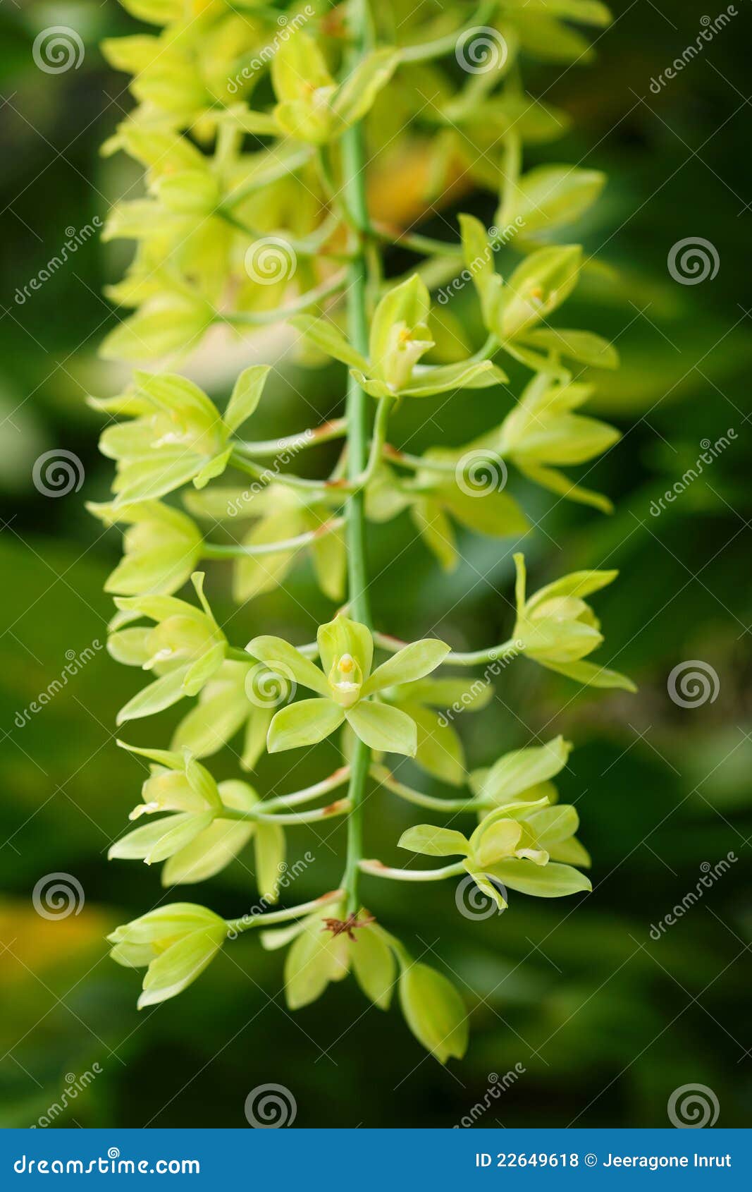 Flor verde de la orquídea foto de archivo. Imagen de primer - 22649618