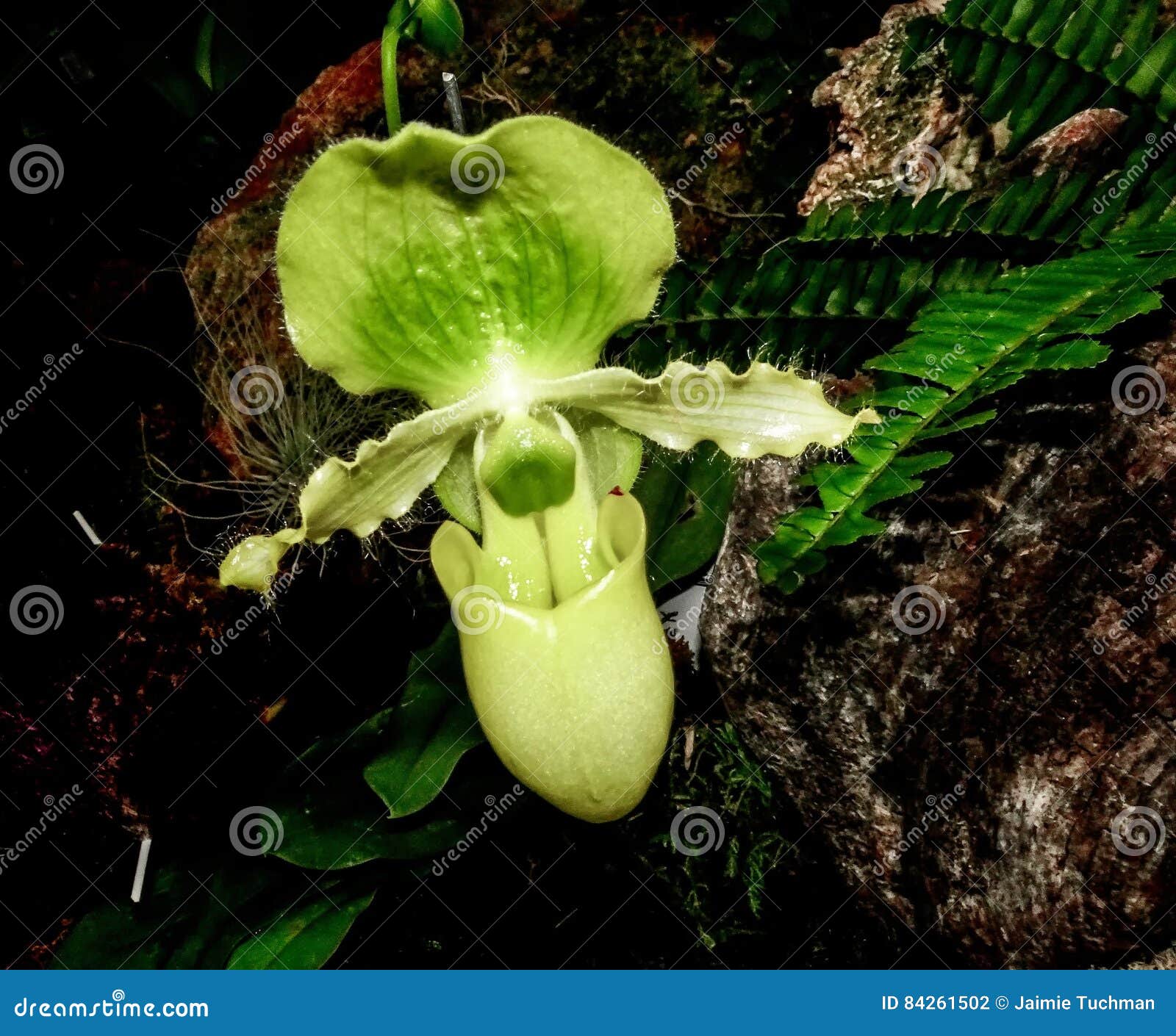 Flor Verde De La Orquídea Del Ladyslipper Foto de archivo - Imagen de  ciudad, vivo: 84261502