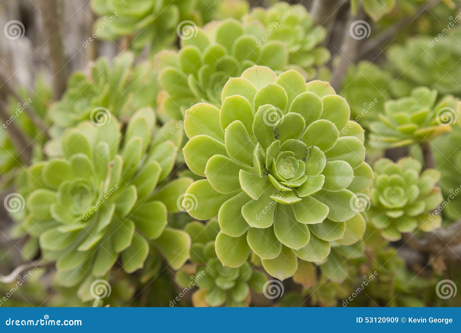 Details 100 picture flor verde cactus