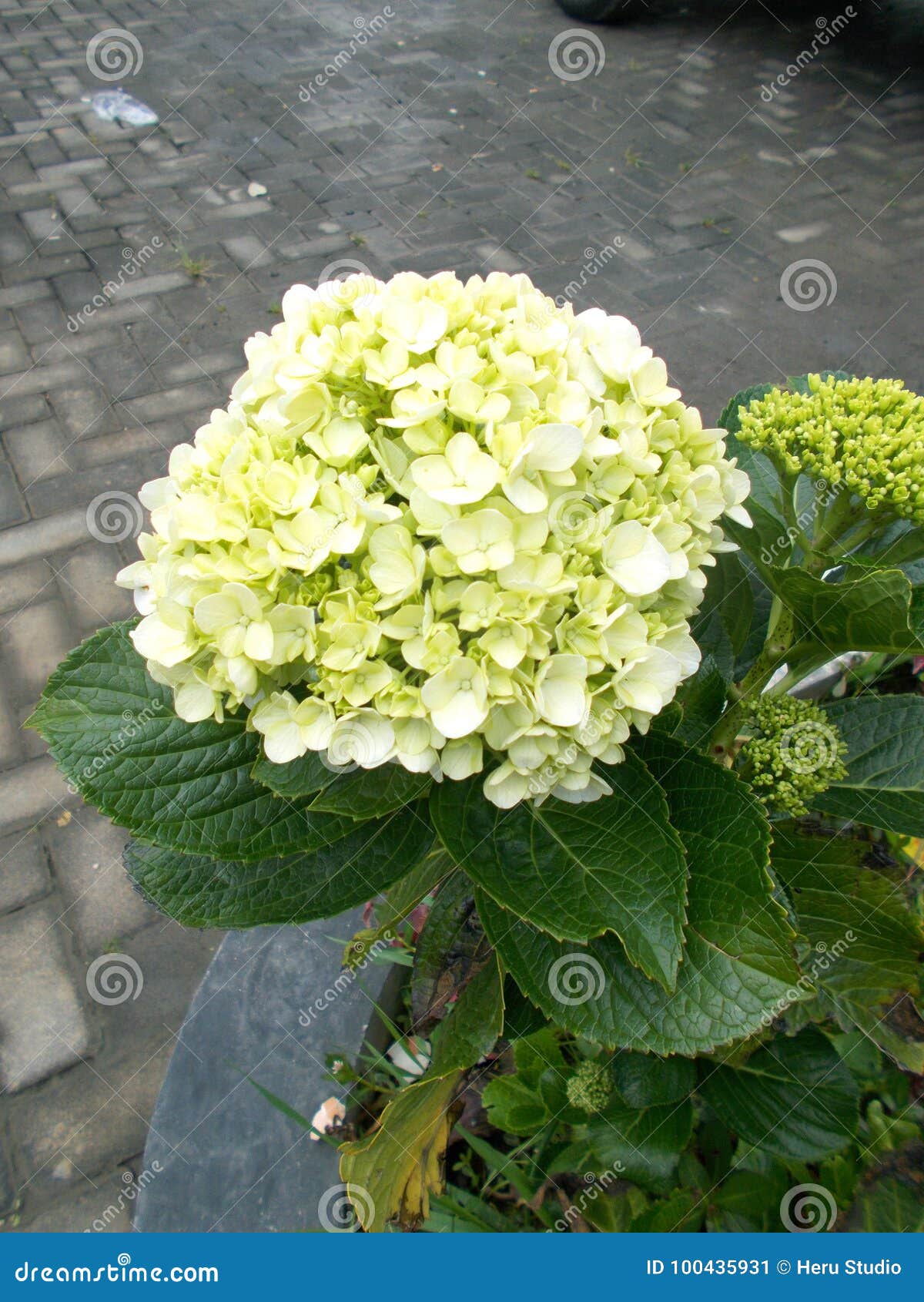 Details 100 picture flor hortensia color verde