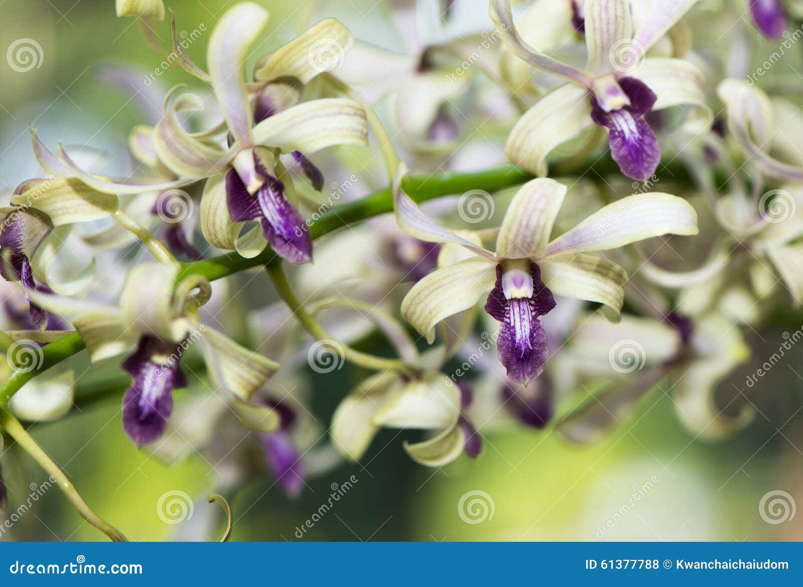 Flor Verde E Roxa Híbrida Da Orquídea Do Dendrobium Foto de Stock - Imagem  de floral, macro: 61377788