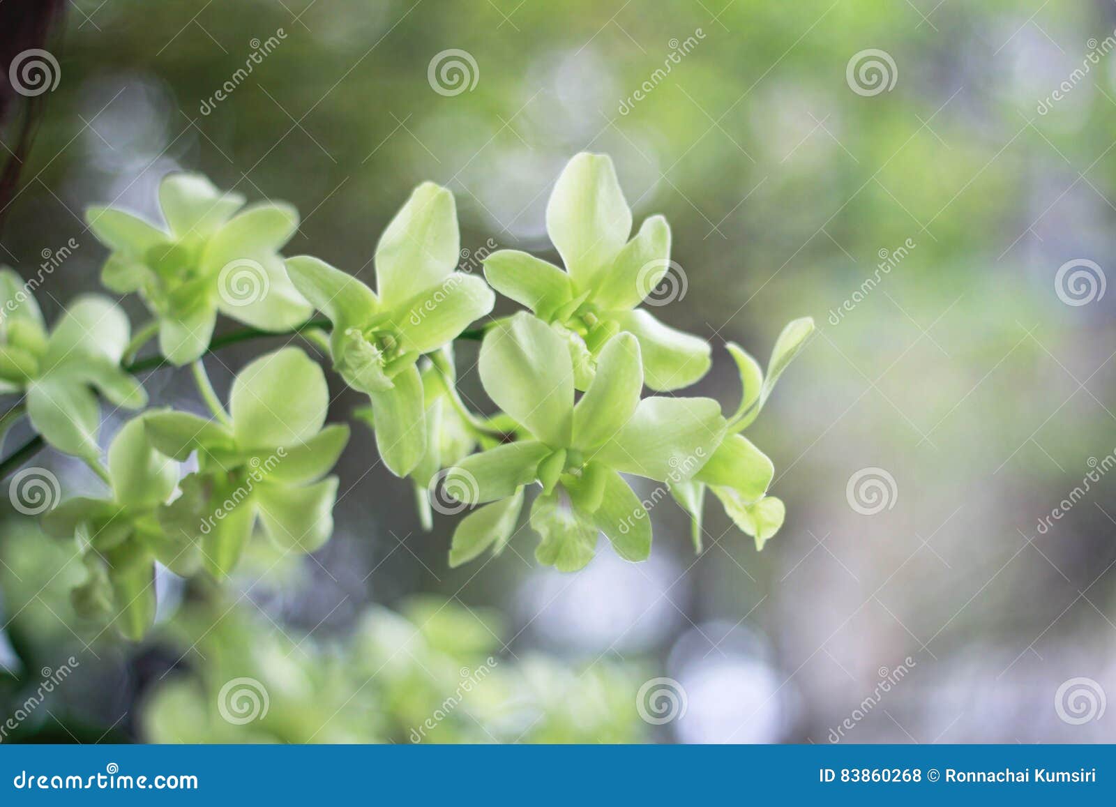 Flor Verde En Fondo Del Jardín, Flor Verde De La Orquídea Foto de archivo -  Imagen de blanco, tropical: 83860268