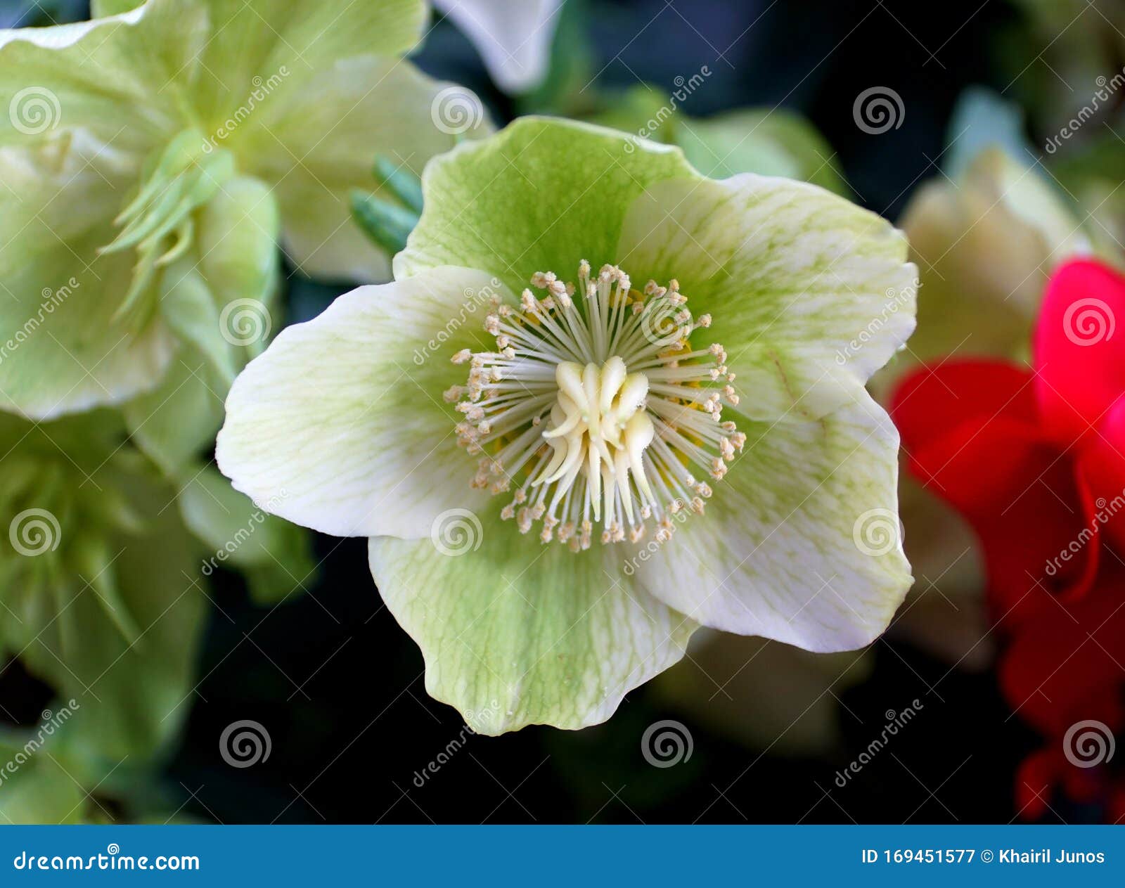 Flor Verde-limão Da Rosa De Natal, Uma Planta De Borboletas Da Europa  Imagem de Stock - Imagem de flor, nave: 169451577