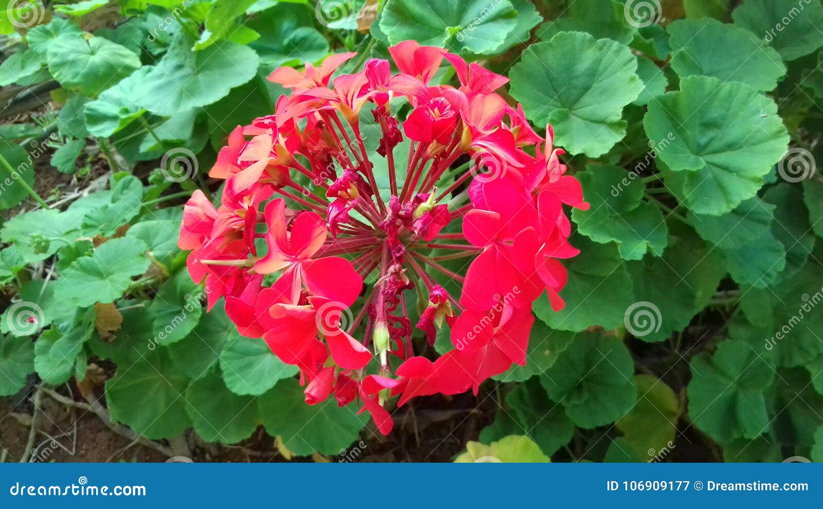 Flor Vermelha Bonita E Plantas Verdes, Jardim Pequeno Em Brasil Imagem de  Stock - Imagem de verde, jardim: 106909177