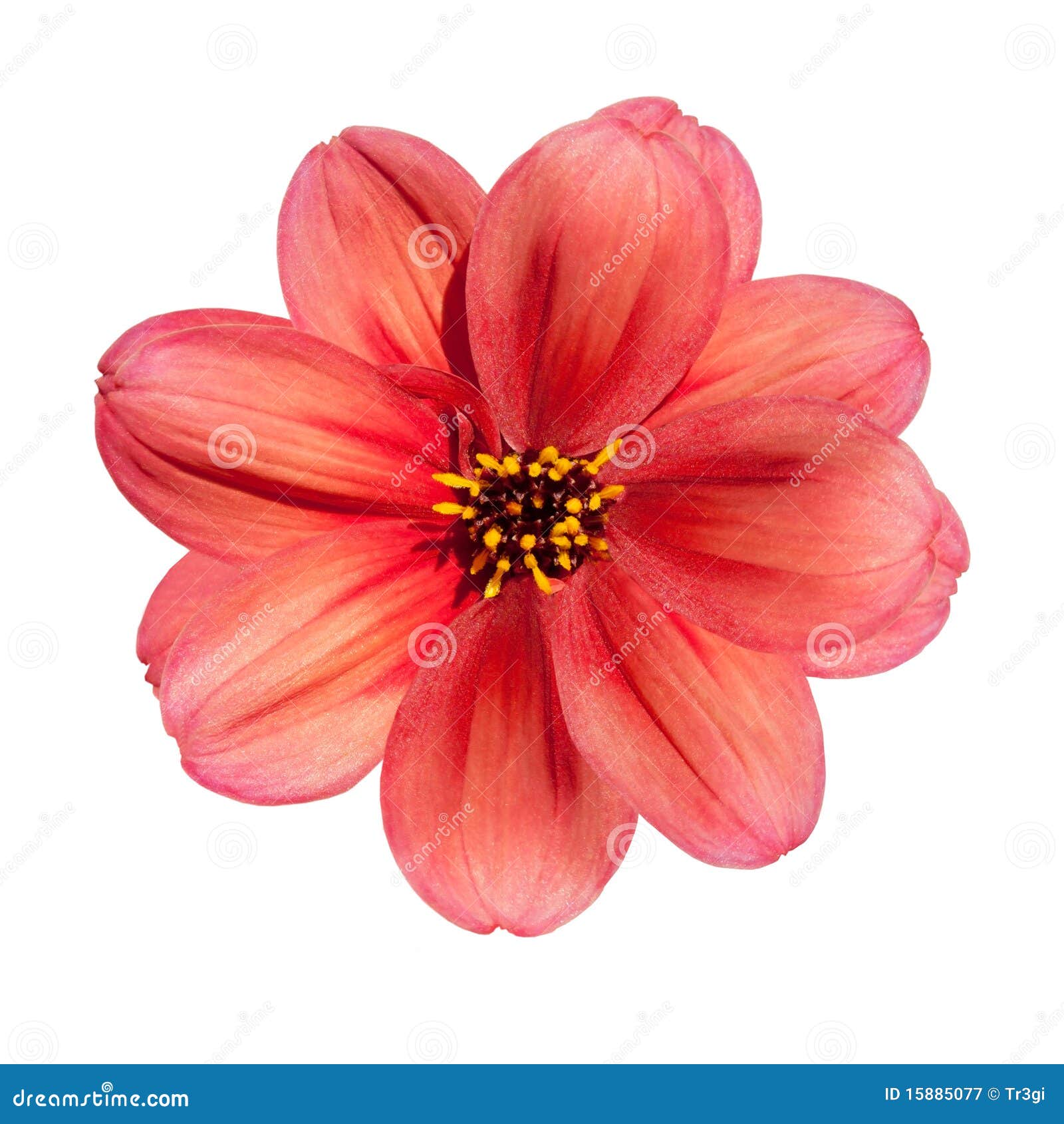 Flor Vermelha Da Dalia Isolada No Fundo Branco Imagem De Stock Imagem De Vermelha Isolada 15885077