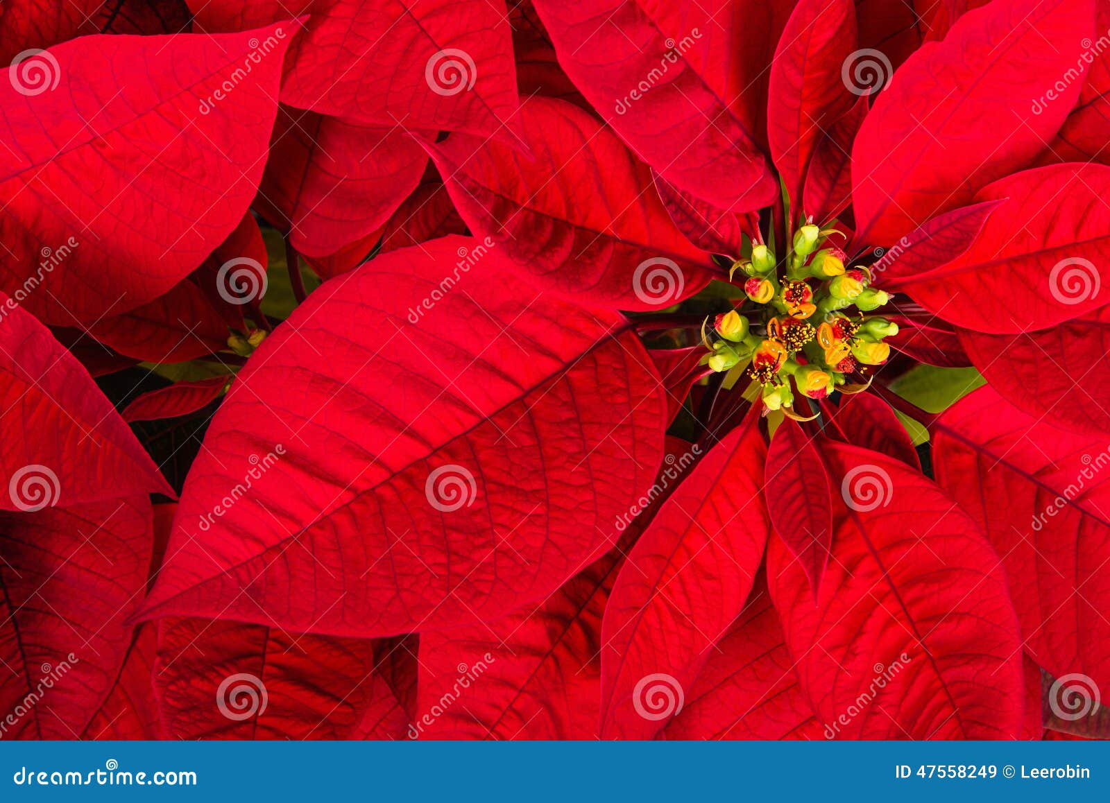 Flor Vermelha Da Estrela Da Poinsétia Ou Do Natal Imagem de Stock - Imagem de dezembro, sazonal: 47558249 Flor Vermelha Da Estrela Da Poinsétia Ou Do Natal Imagem de Stock - Imagem de dezembro, sazonal: 47558249