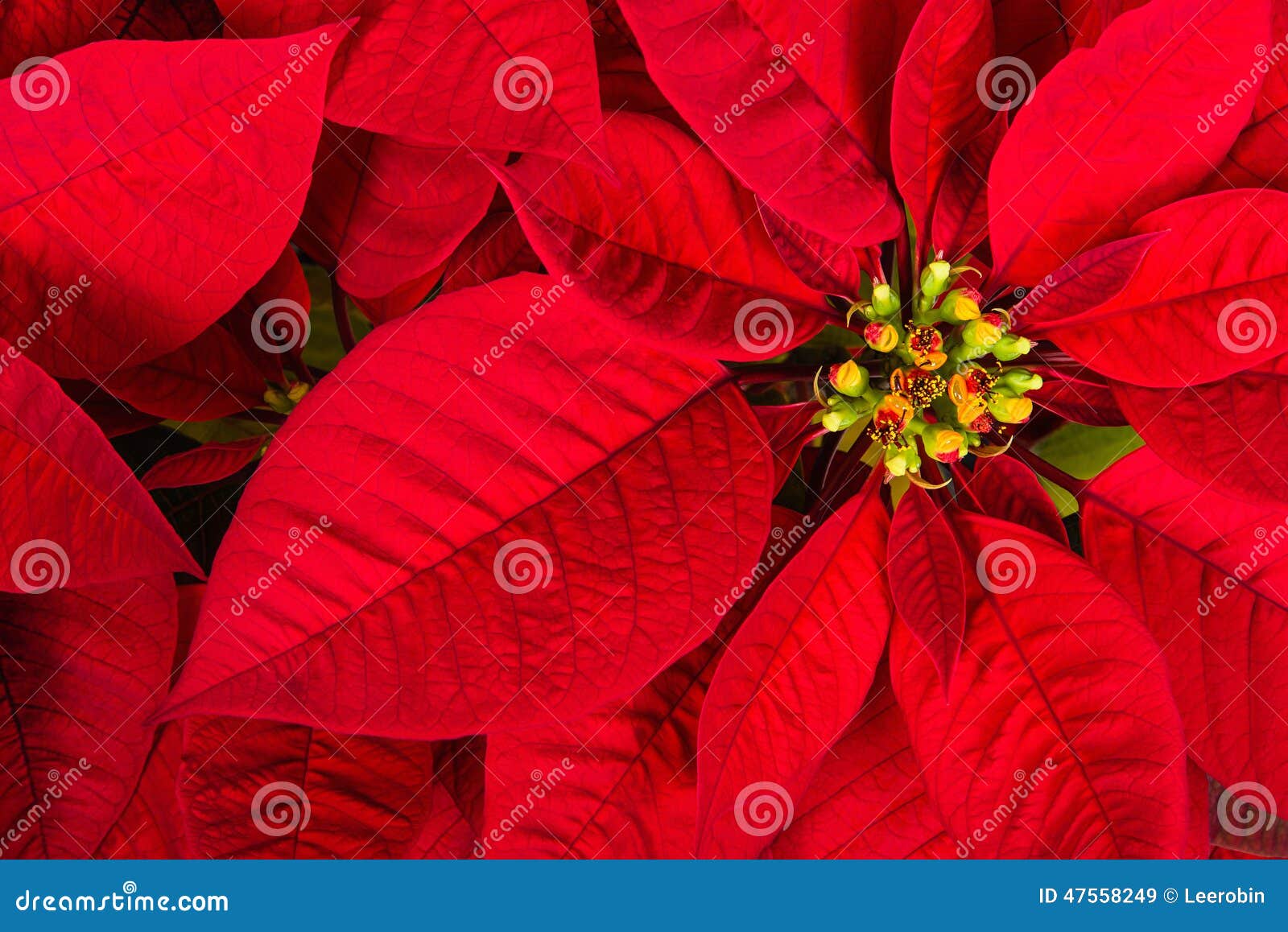 Flor Vermelha Da Estrela Da Poinsétia Ou Do Natal Imagem de Stock - Imagem  de dezembro, sazonal: 47558249