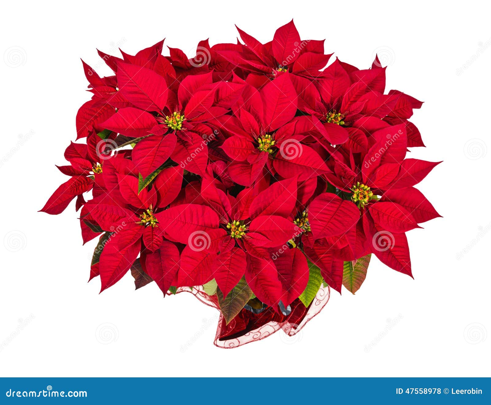 Flor Vermelha Da Estrela Da Poinsétia Ou Do Natal Foto de Stock - Imagem de  floral, poinsettia: 47558978