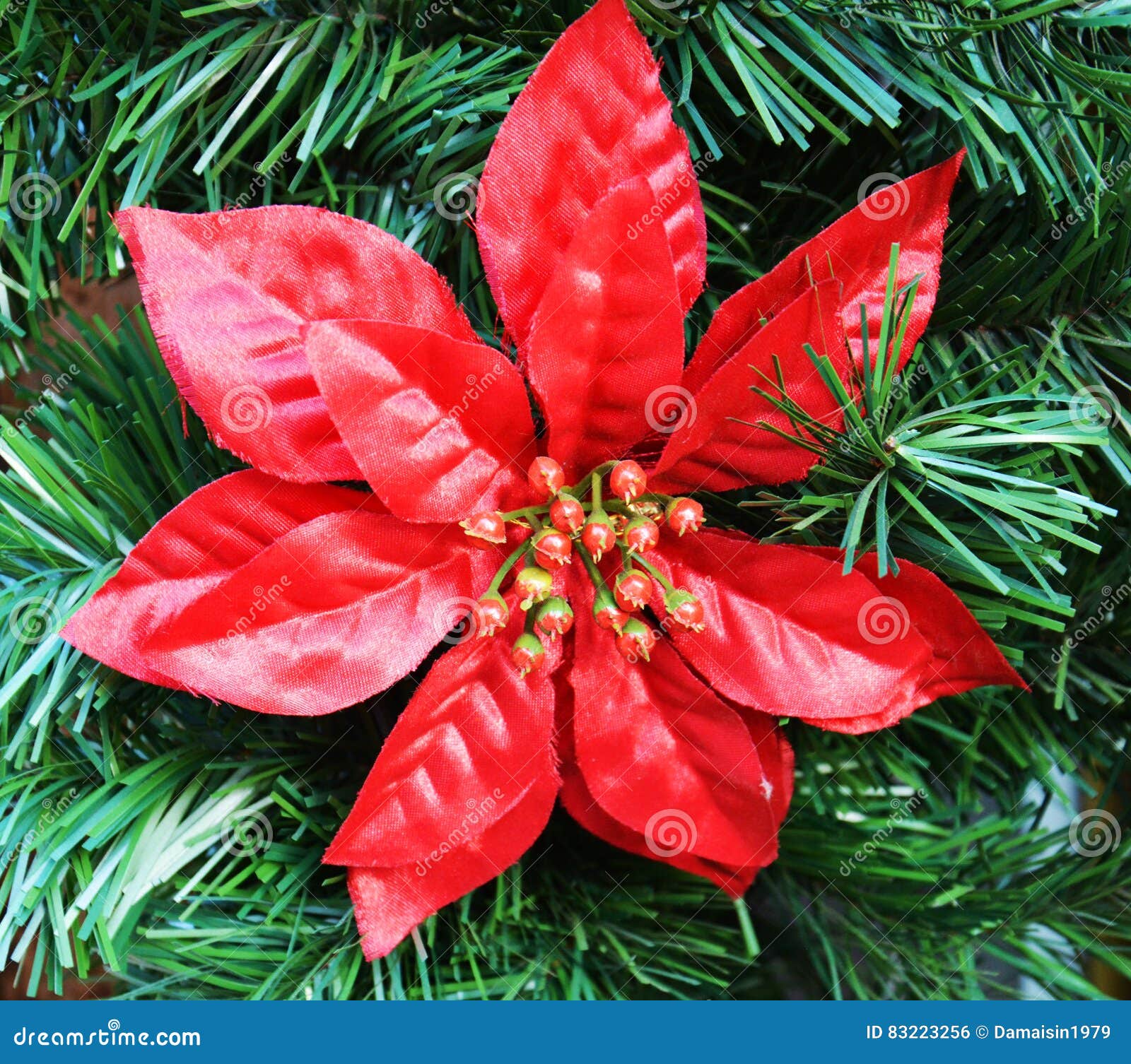 Flor Vermelha Da Estrela Do Natal E árvore Verde Foto de Stock - Imagem de  vista, profeta: 83223256