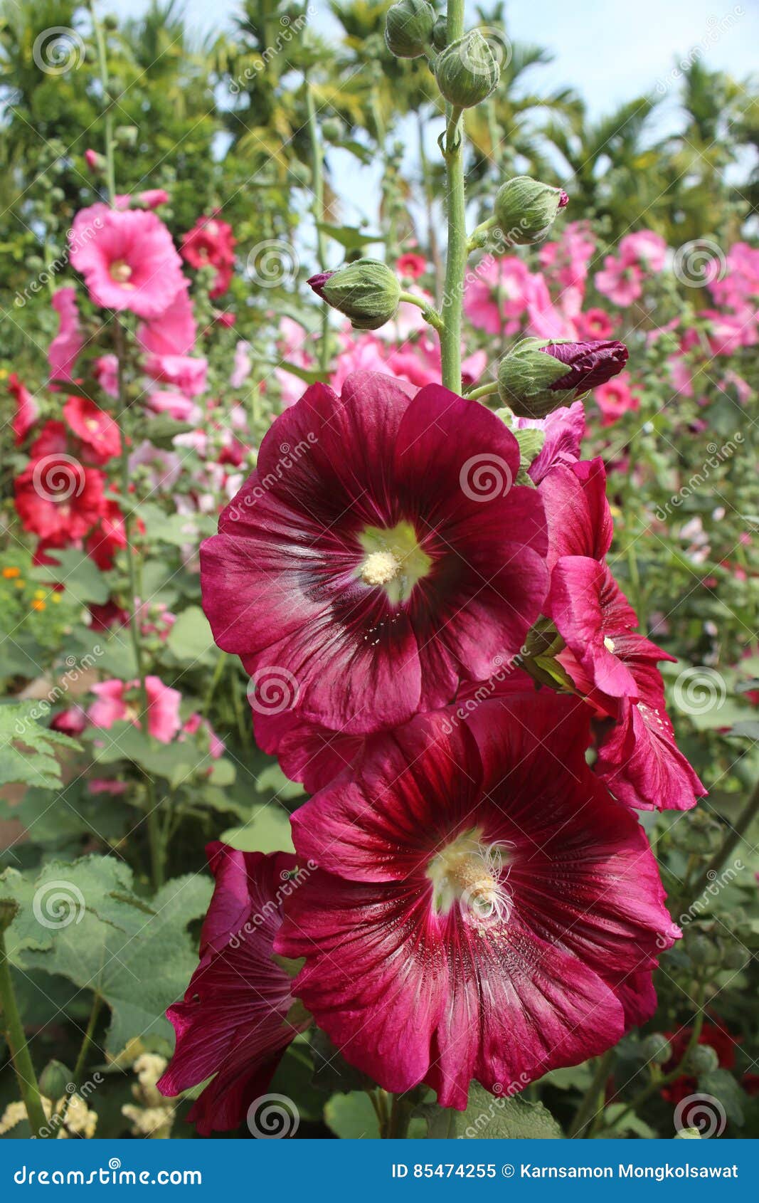 Flor Vermelha Da Malva Rosa No Jardim Da Luz Solar Imagem de Stock - Imagem  de naughty, fundo: 85474255