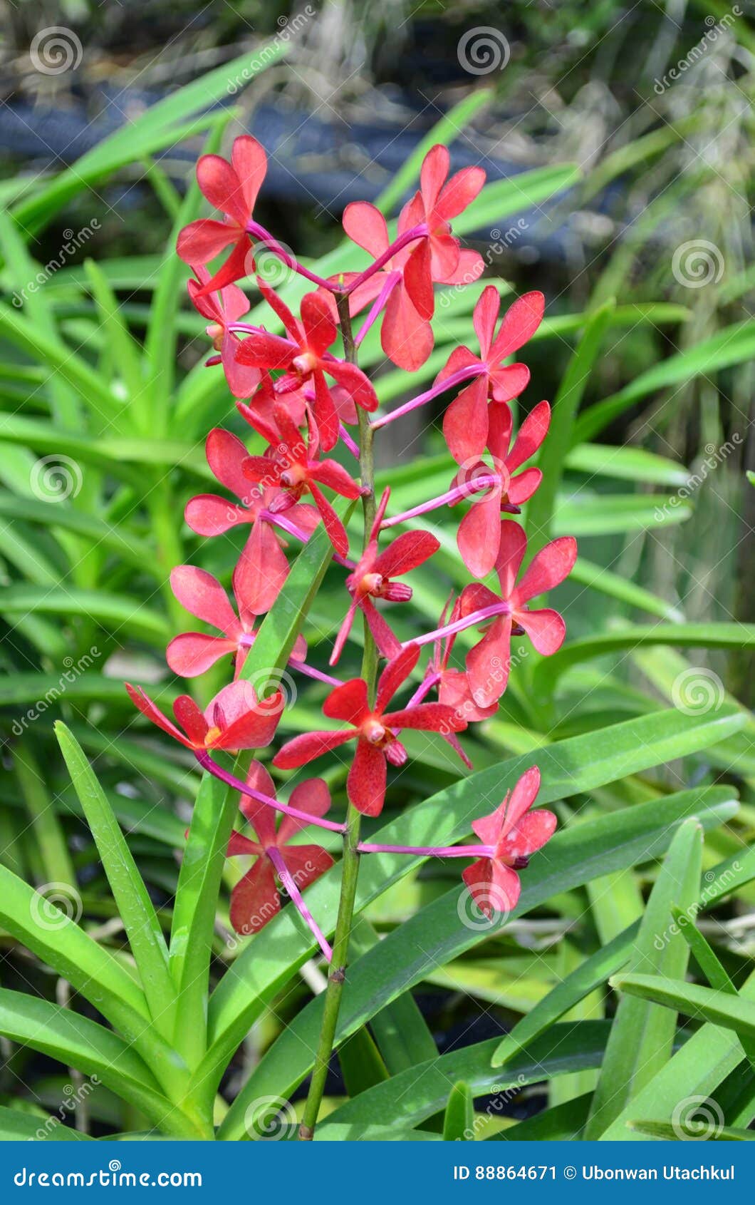 Flor vermelha da orquídea imagem de stock. Imagem de floral - 88864671