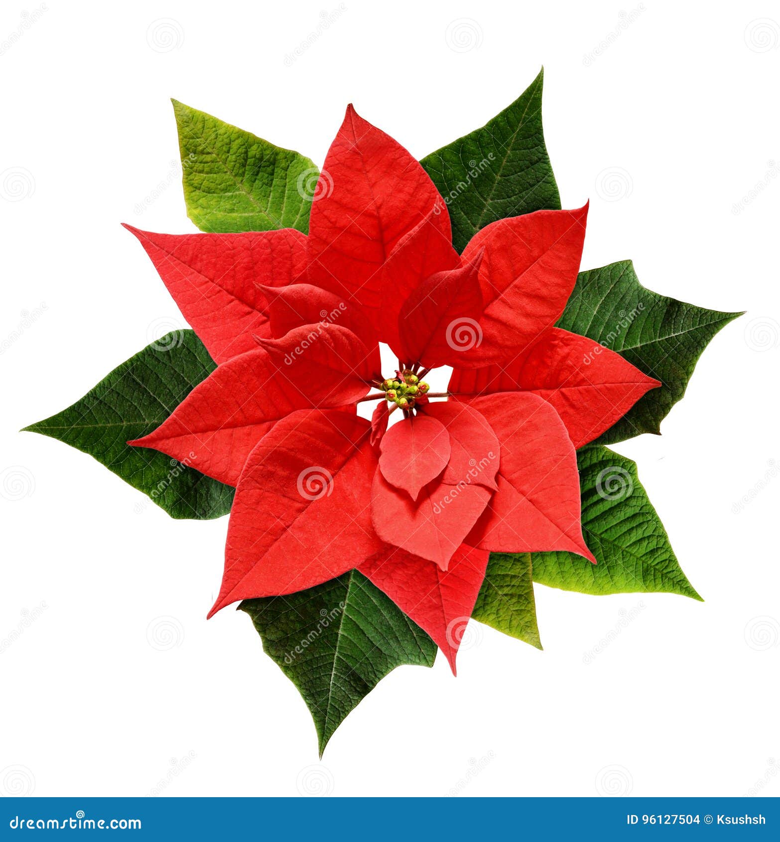 Flor Vermelha Da Poinsétia Do Natal Foto de Stock - Imagem de floral,  isolado: 96127504