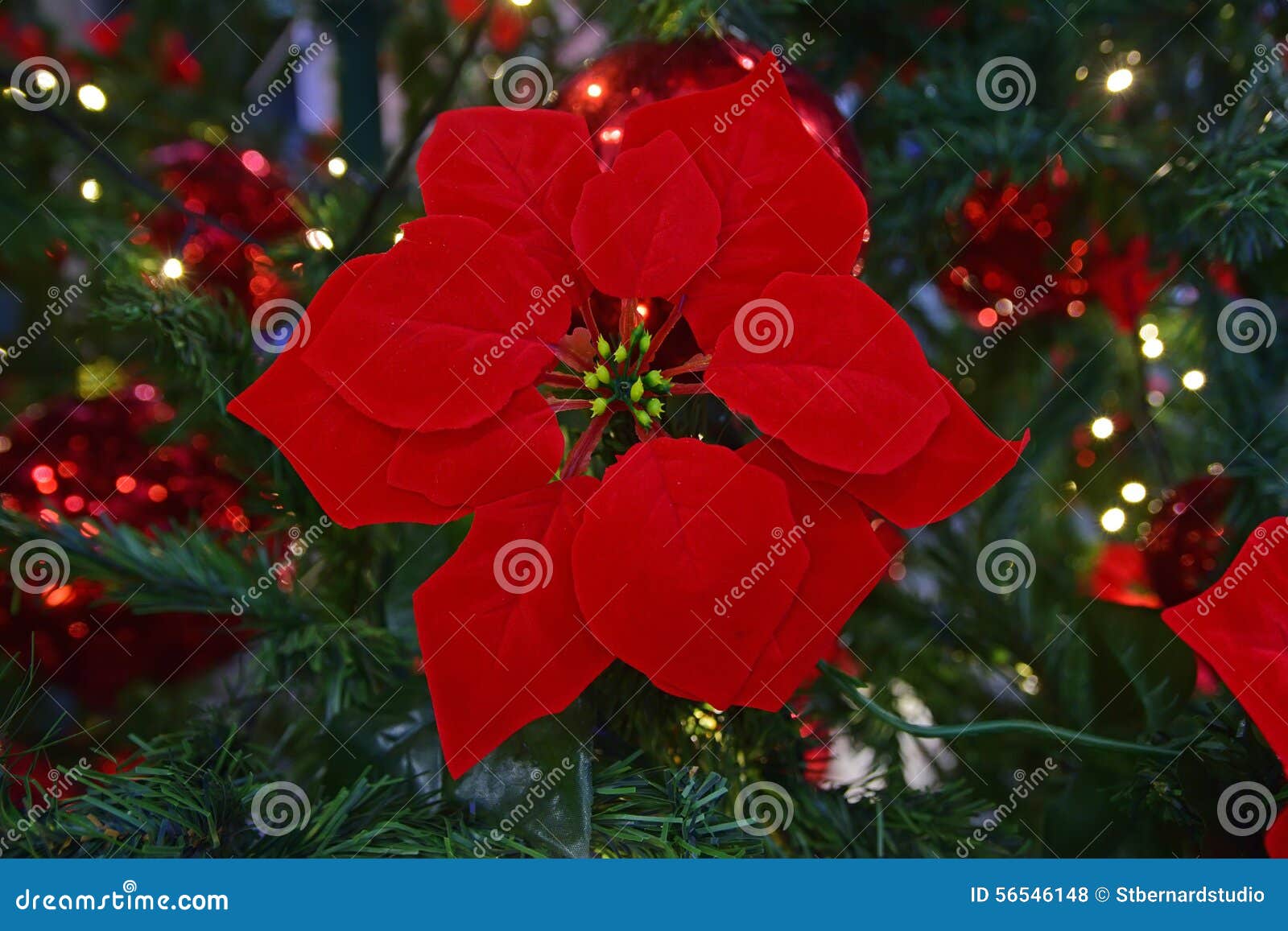 Flor Vermelha Da Poinsétia Em Uma árvore De Natal Da Decoração Foto de  Stock - Imagem de natal, verde: 56546148