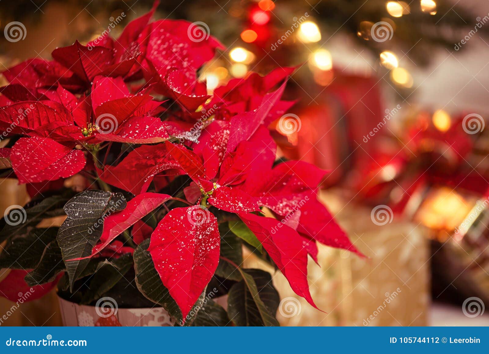 Flor Vermelha Da Poinsétia, Estrela Do Natal Foto de Stock - Imagem de  verde, inverno: 105744112