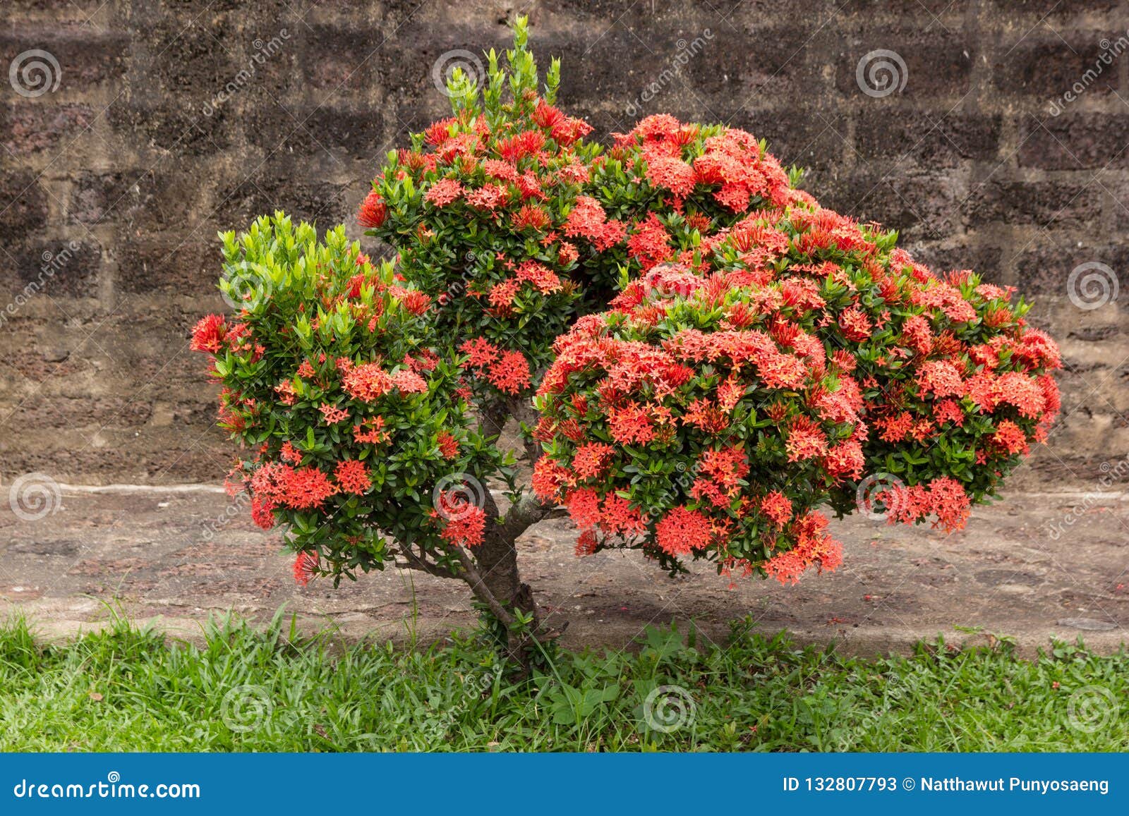 Flor vermelha de Ixora imagem de stock. Imagem de verde - 132807793