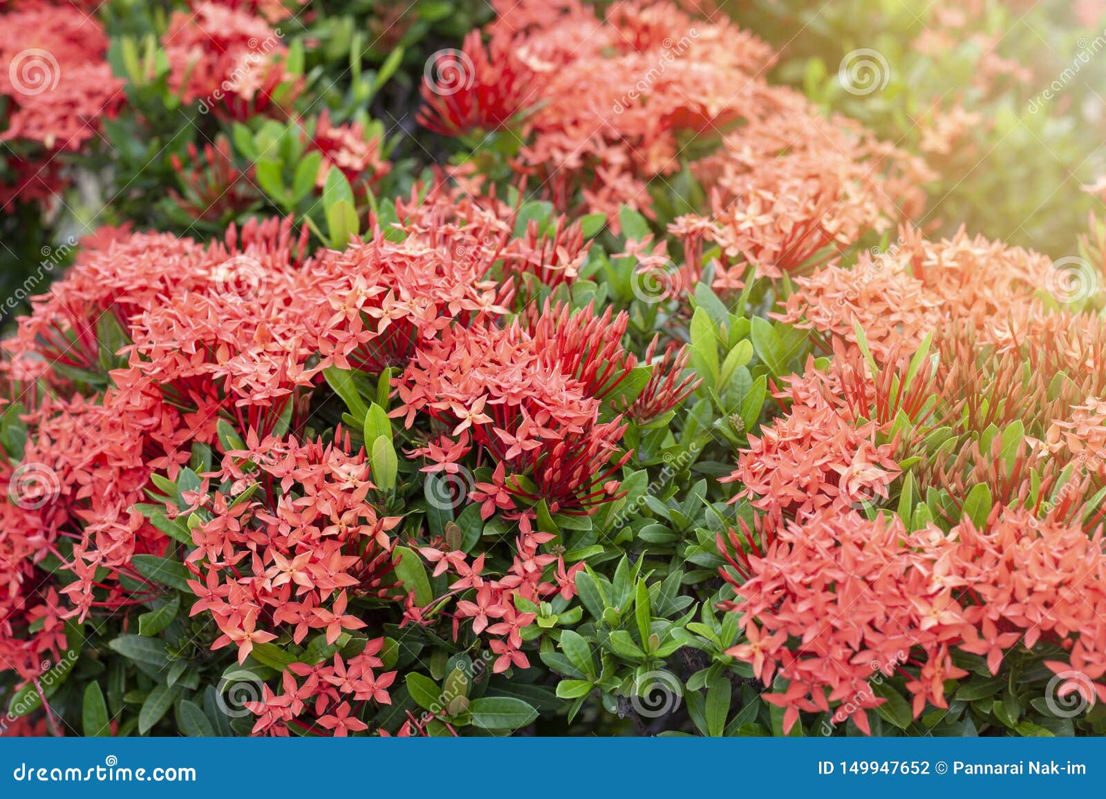 Flor Vermelha De Ixora Com Iluminação Da Luz Do Sol No Jardim No Fundo Da  Natureza Foto de Stock - Imagem de planta, brilhante: 149947652