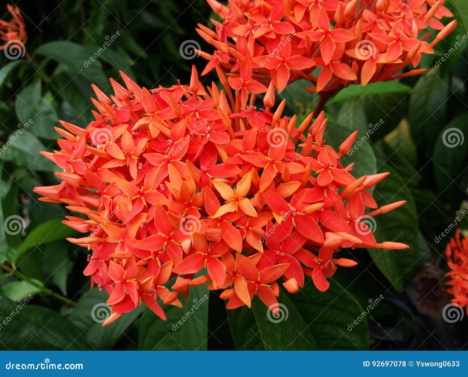 Flor Vermelha De Ixora Do Chinês Foto de Stock - Imagem de floral,  florescer: 92697078