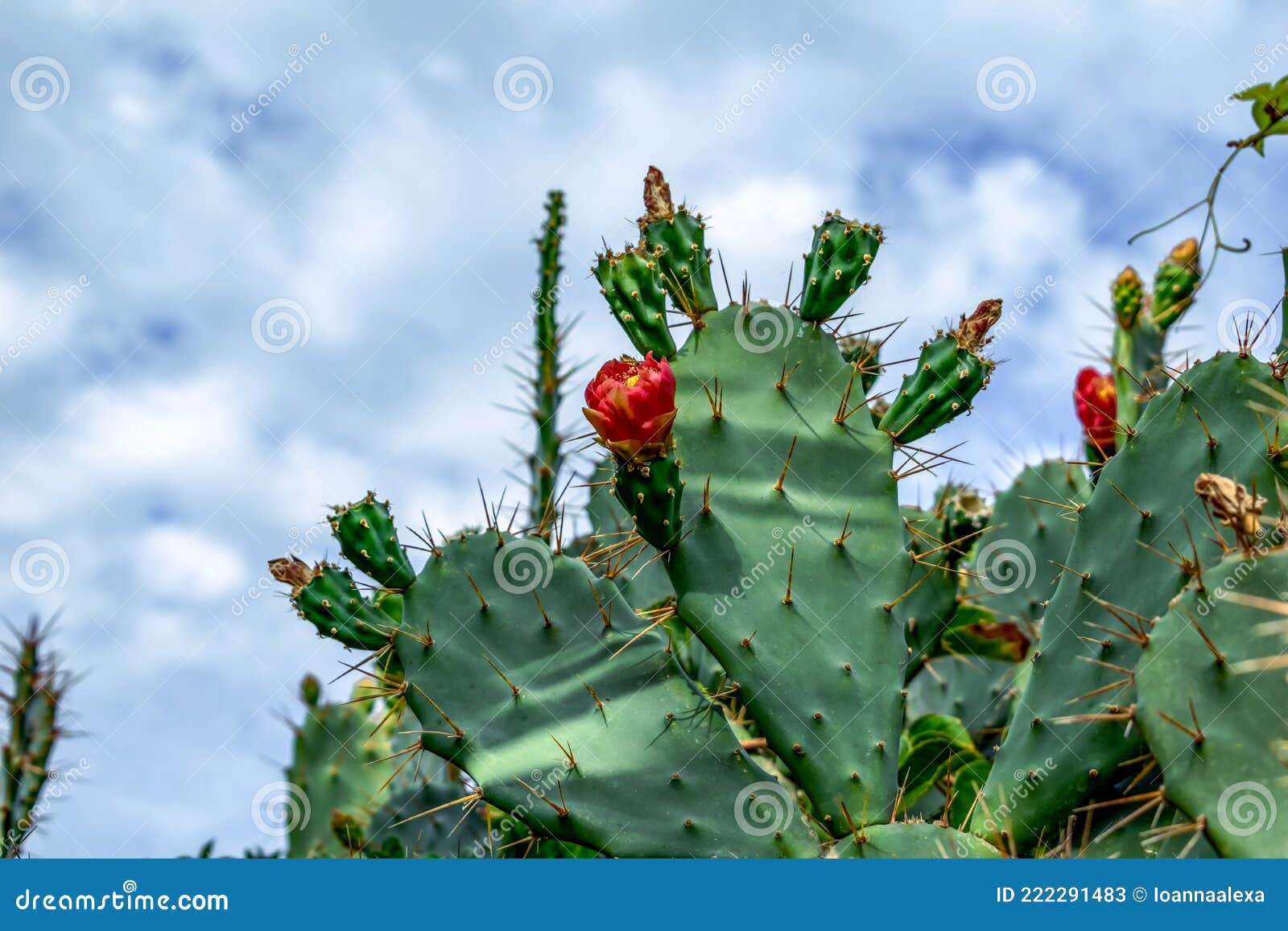 Flor Vermelha De Opuntia Que Cresce Sobre Um Arbusto Suculento Verde  Picante De Um Cacto Fechado. Parte Da Planta De Pera Picante Imagem de  Stock - Imagem de verde, oferta: 222291483