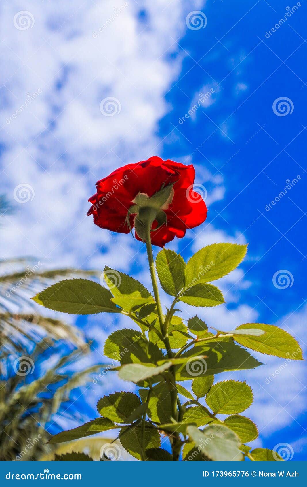 Flor Vermelha De Rosa Com Fundo Azul Foto de Stock - Imagem de flor, fundo:  173965776, image size:1067x1690