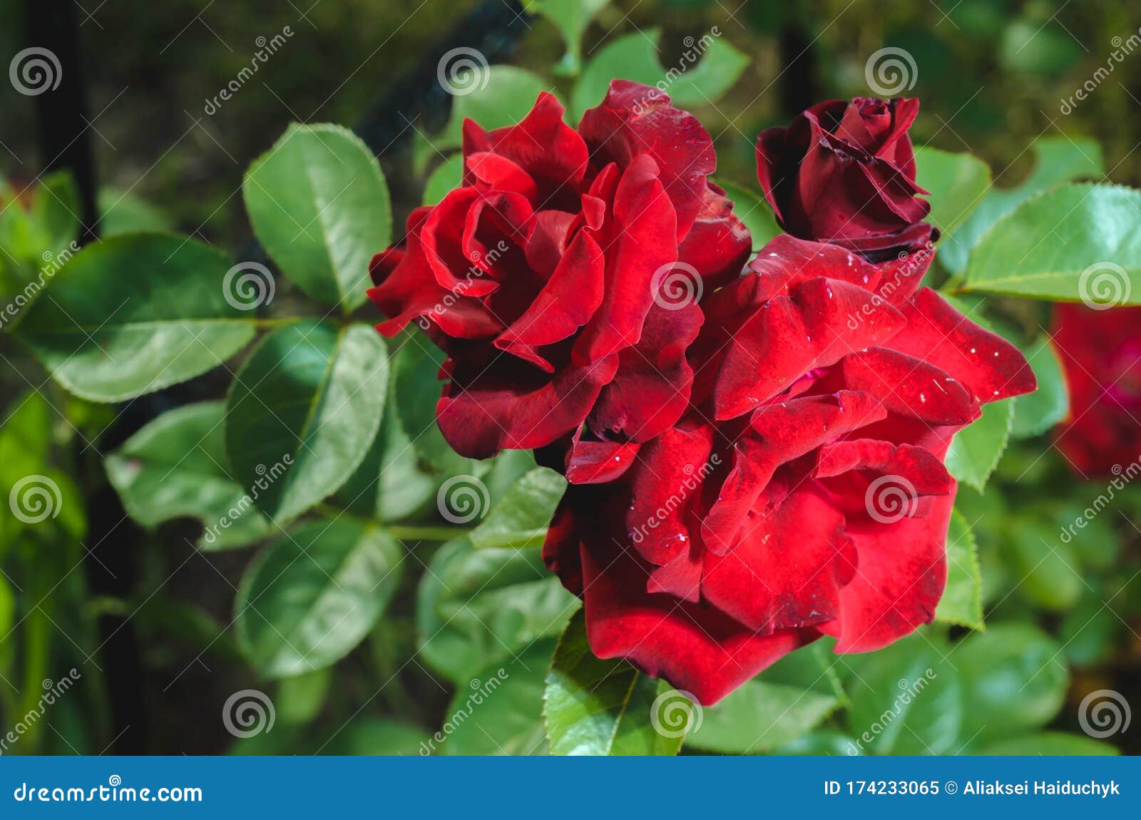 Flor Vermelha De Rosa. Linda Cena Natural Com Flor Vermelha Florescente De  Rosa. Flores De Verão. Fundo De Verão Imagem de Stock - Imagem de buquê,  cena: 174233065