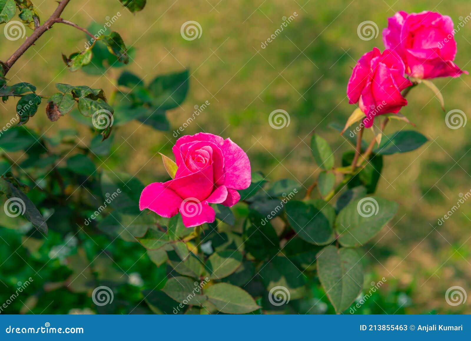 Flor Vermelha De Rosa No Jardim Rosa De Delhi Imagem de Stock - Imagem de  daylight, delicado: 213855463
